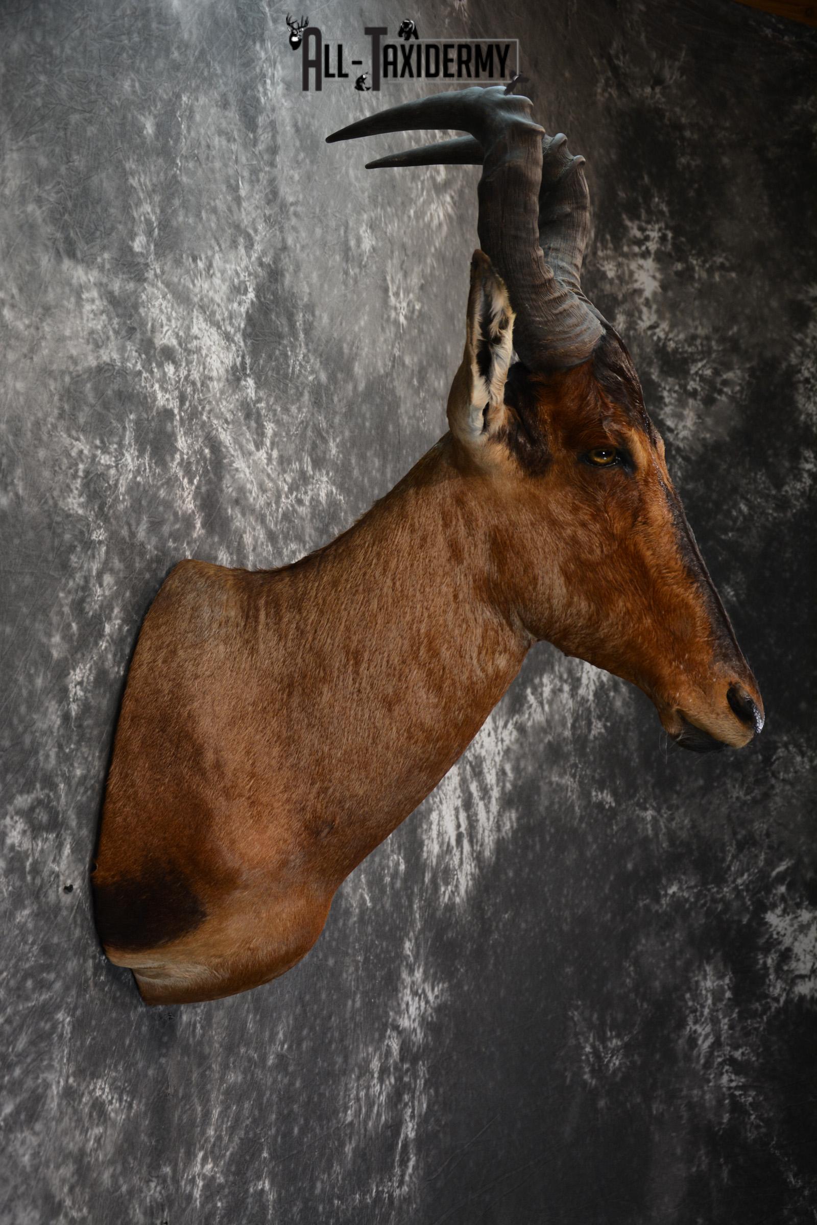 African Hartebeest Taxidermy shoulder mount for sale SKU 1452 - Image 5