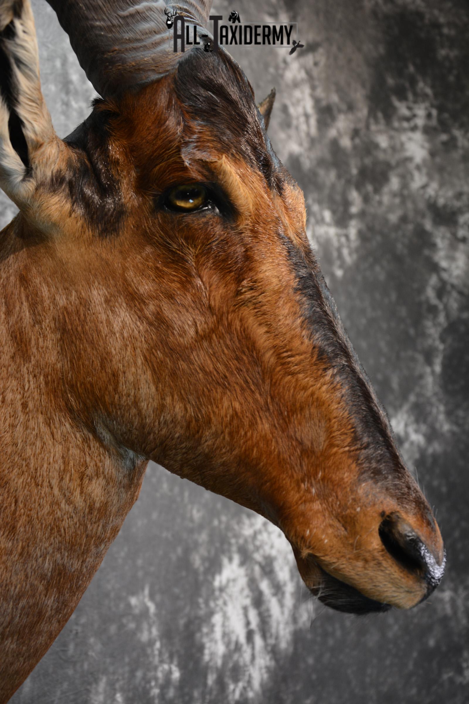 African Hartebeest Taxidermy shoulder mount for sale SKU 1452 - Image 6