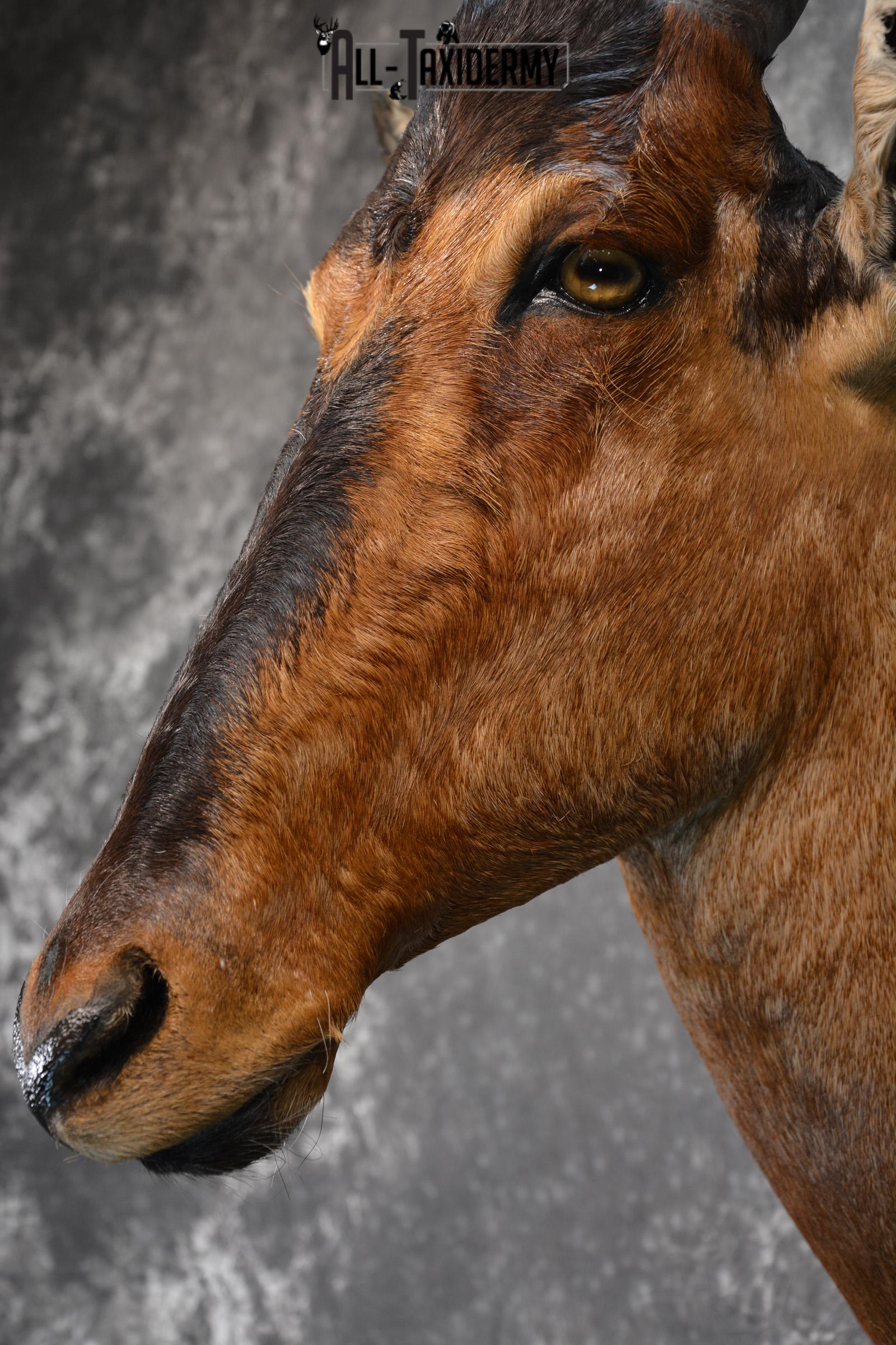 African Hartebeest Taxidermy shoulder mount for sale SKU 1452 - Image 7