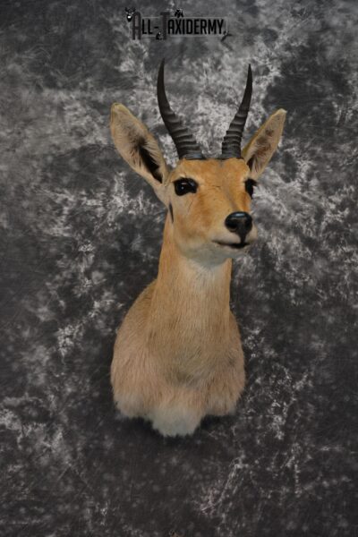 African Reedbuck Taxidermy mount for sale SKU 1451