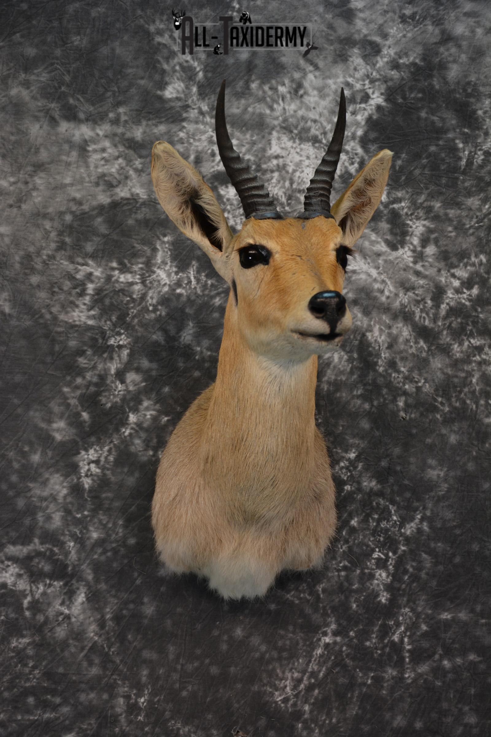 African Reedbuck Taxidermy mount for sale SKU 1451