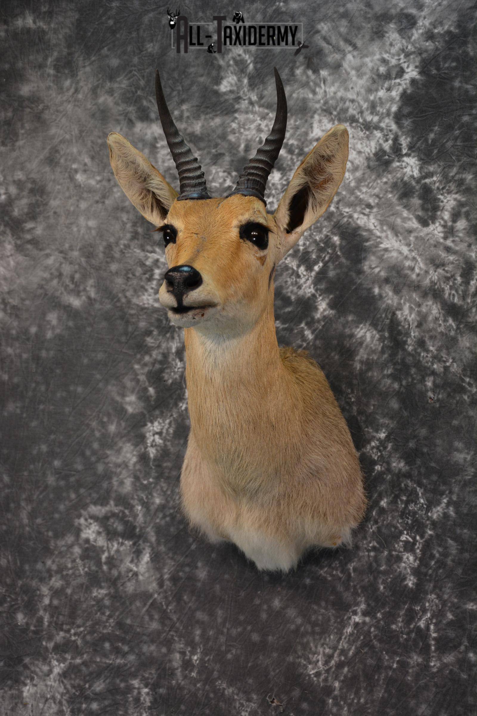 African Reedbuck Taxidermy mount for sale SKU 1451 - Image 2