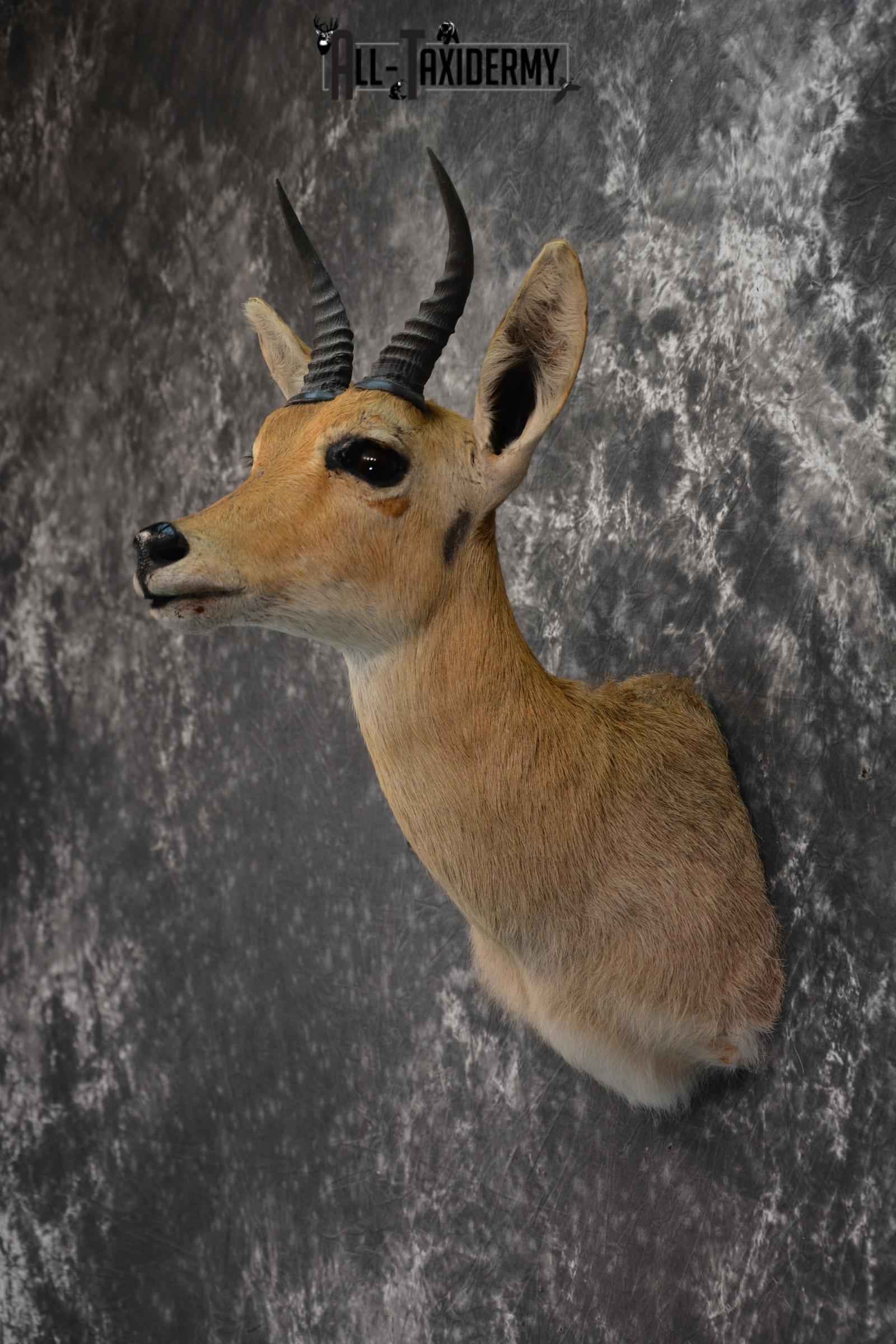 African Reedbuck Taxidermy mount for sale SKU 1451 - Image 3