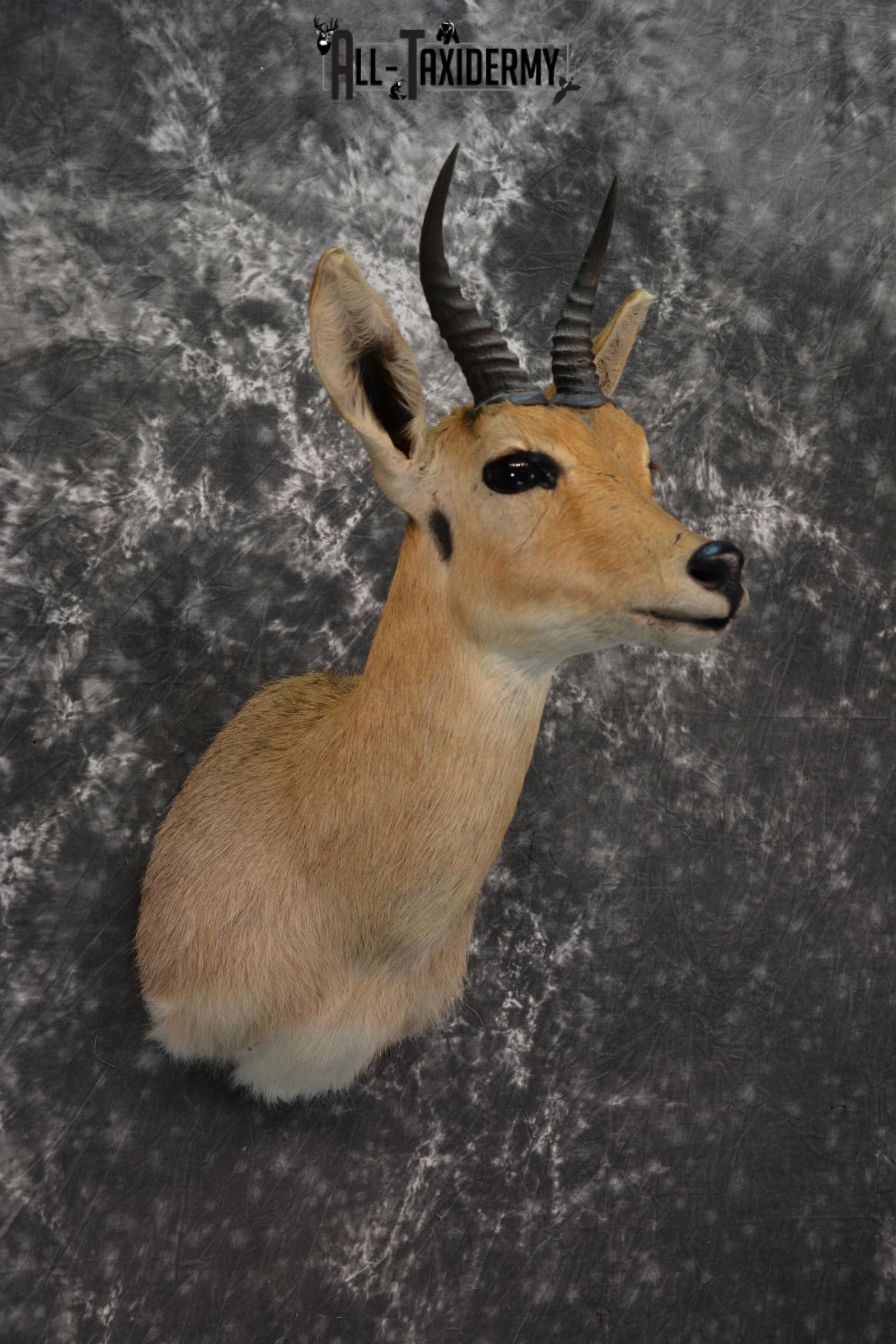 African Reedbuck Taxidermy mount for sale SKU 1451 - Image 4