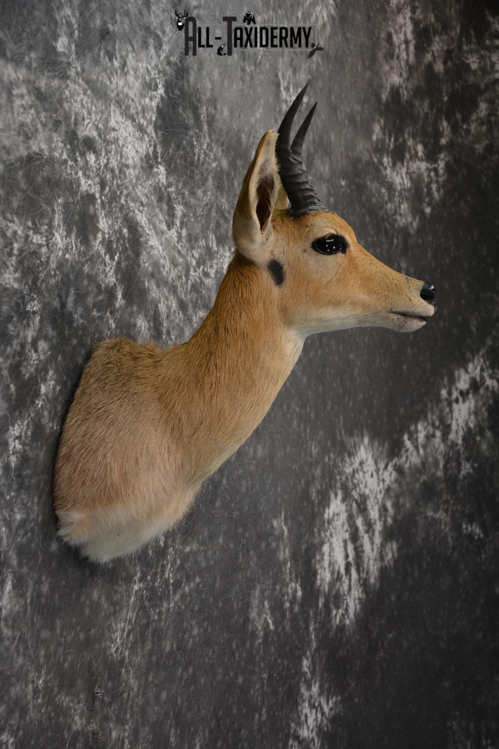 African Reedbuck Taxidermy mount for sale SKU 1451 - Image 5