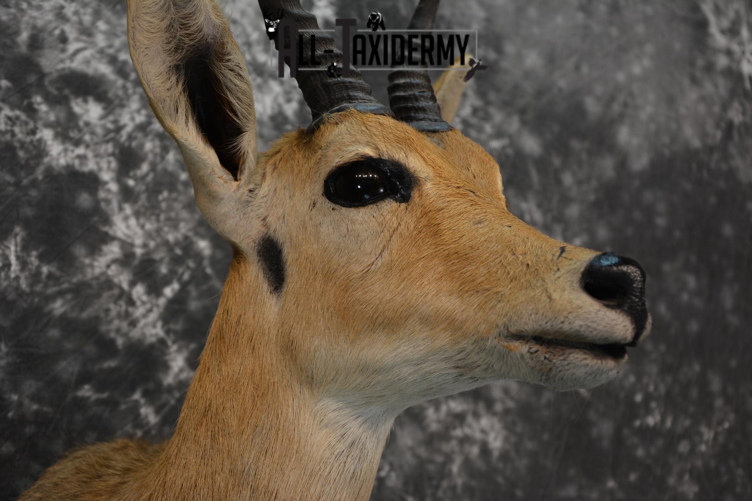 African Reedbuck Taxidermy mount for sale SKU 1451 - Image 6