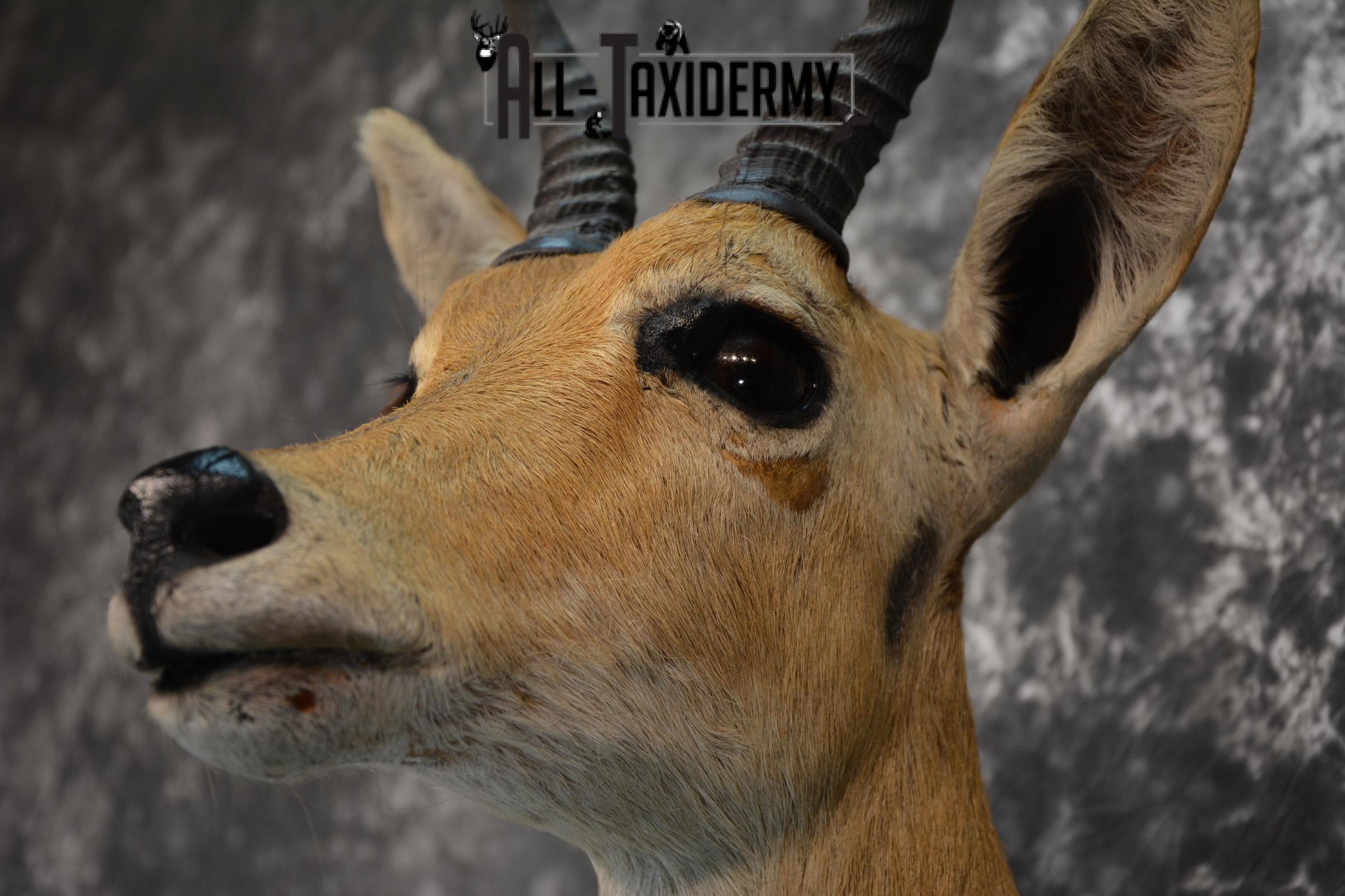 African Reedbuck Taxidermy mount for sale SKU 1451 - Image 7