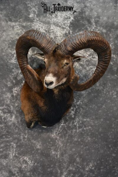 Mouflon Taxidermy Shoulder mount Monster Replica SKU 1474