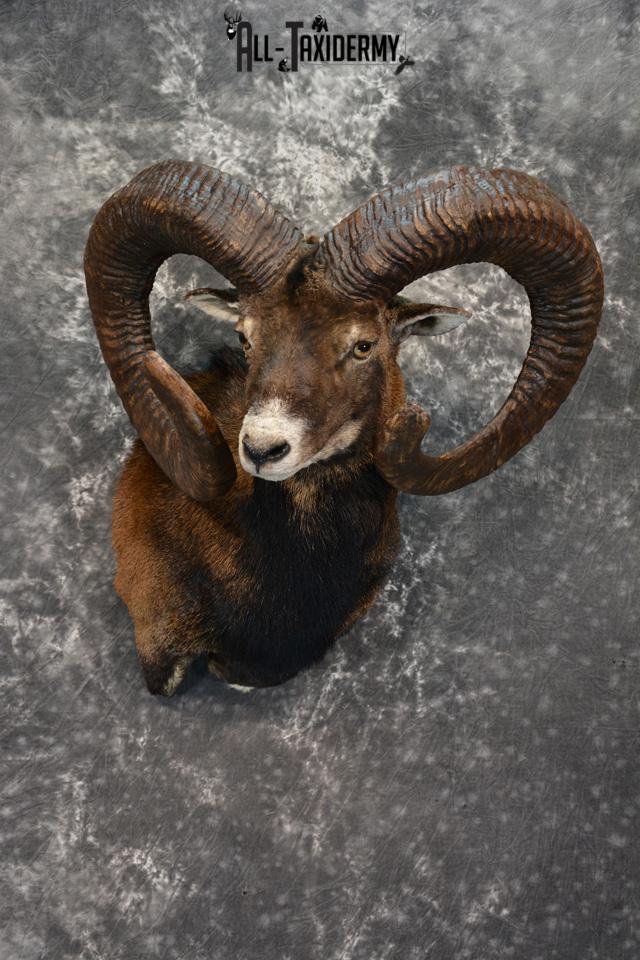 Mouflon Taxidermy Shoulder mount Monster Replica SKU 1474