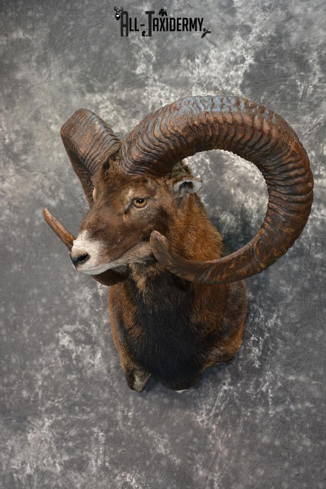 Mouflon Taxidermy Shoulder mount Monster Replica SKU 1474 - Image 2