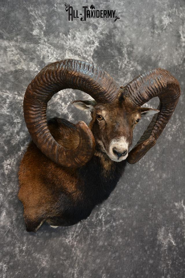 Mouflon Taxidermy Shoulder mount Monster Replica SKU 1474 - Image 4