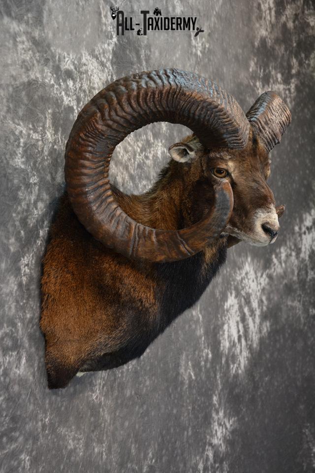 Mouflon Taxidermy Shoulder mount Monster Replica SKU 1474 - Image 5