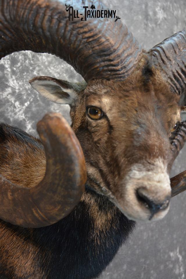 Mouflon Taxidermy Shoulder mount Monster Replica SKU 1474 - Image 6