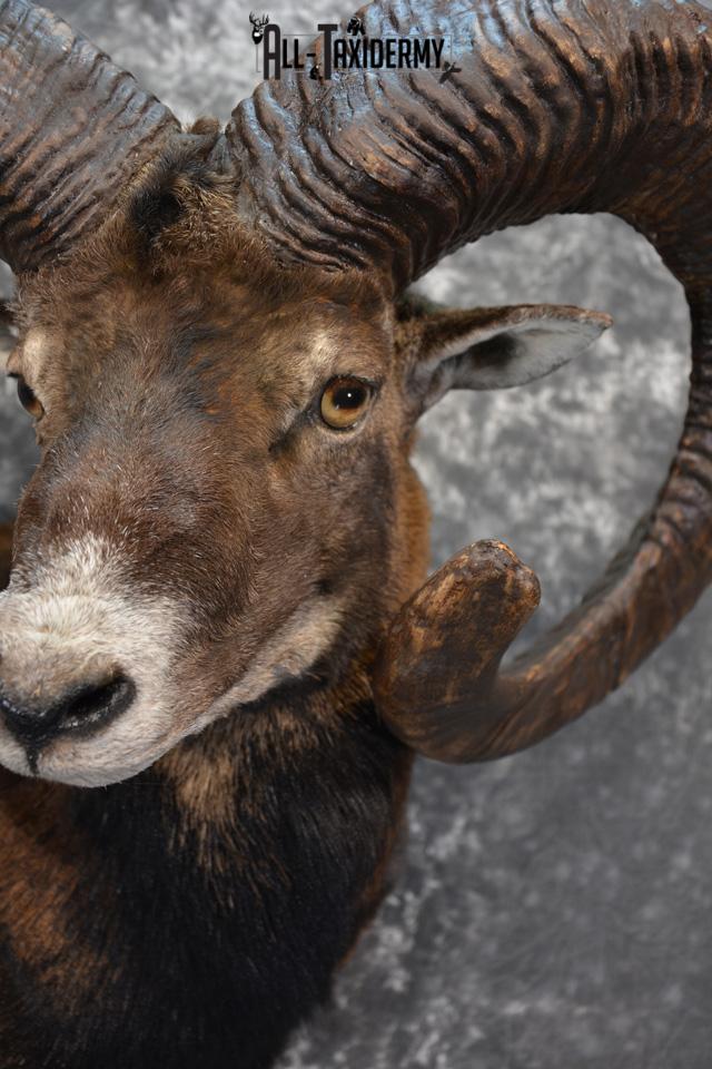 Mouflon Taxidermy Shoulder mount Monster Replica SKU 1474 - Image 7