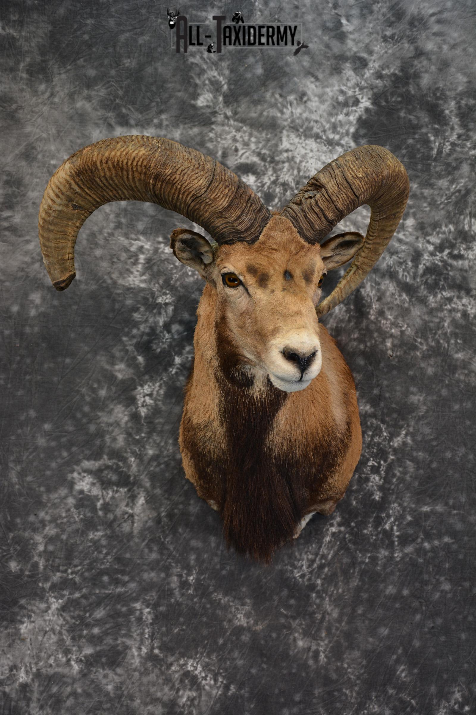 Mouflon Taxidermy Shoulder Mount for sale SKU 1449