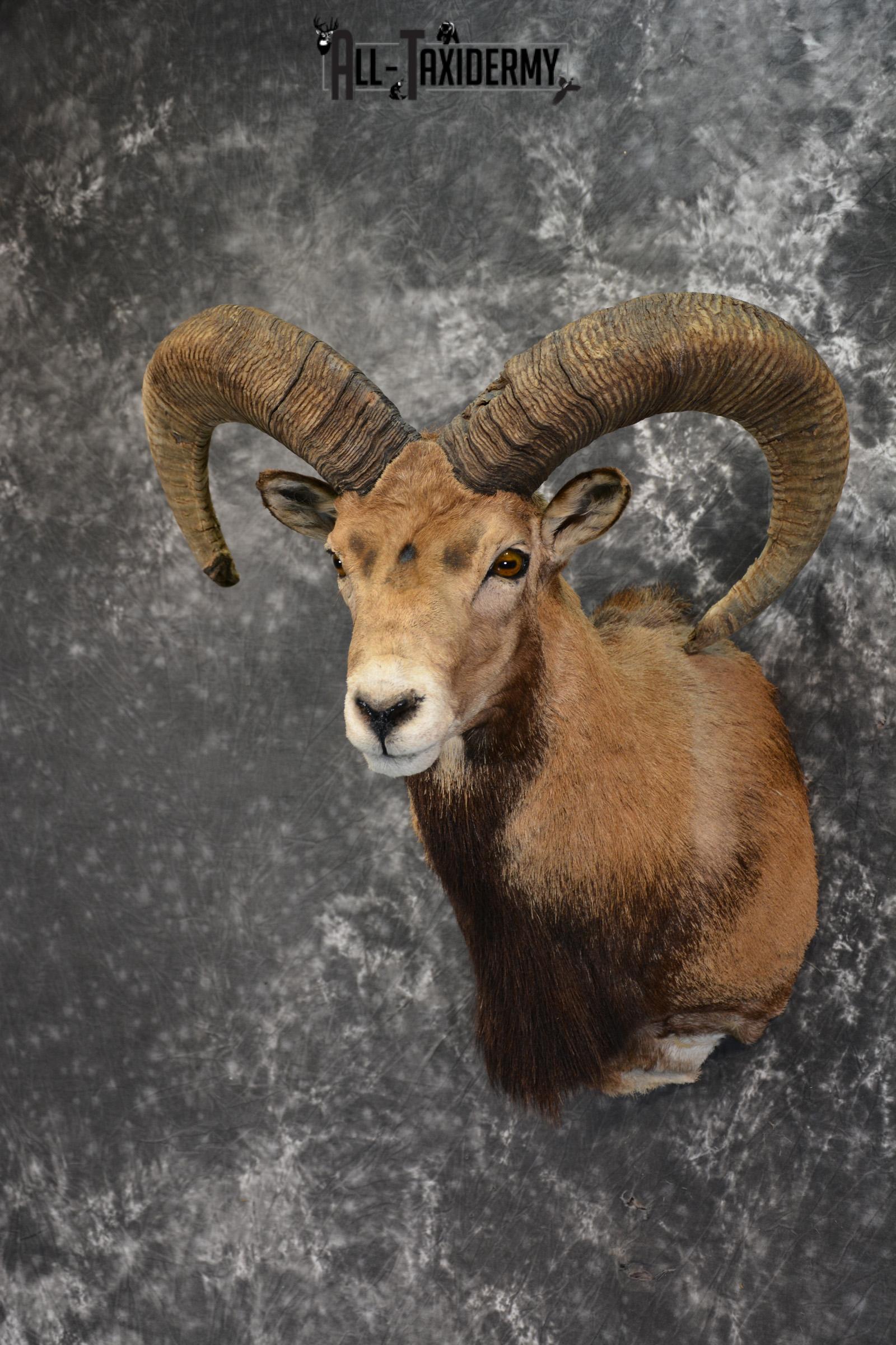 Mouflon Taxidermy Shoulder Mount for sale SKU 1449 - Image 2
