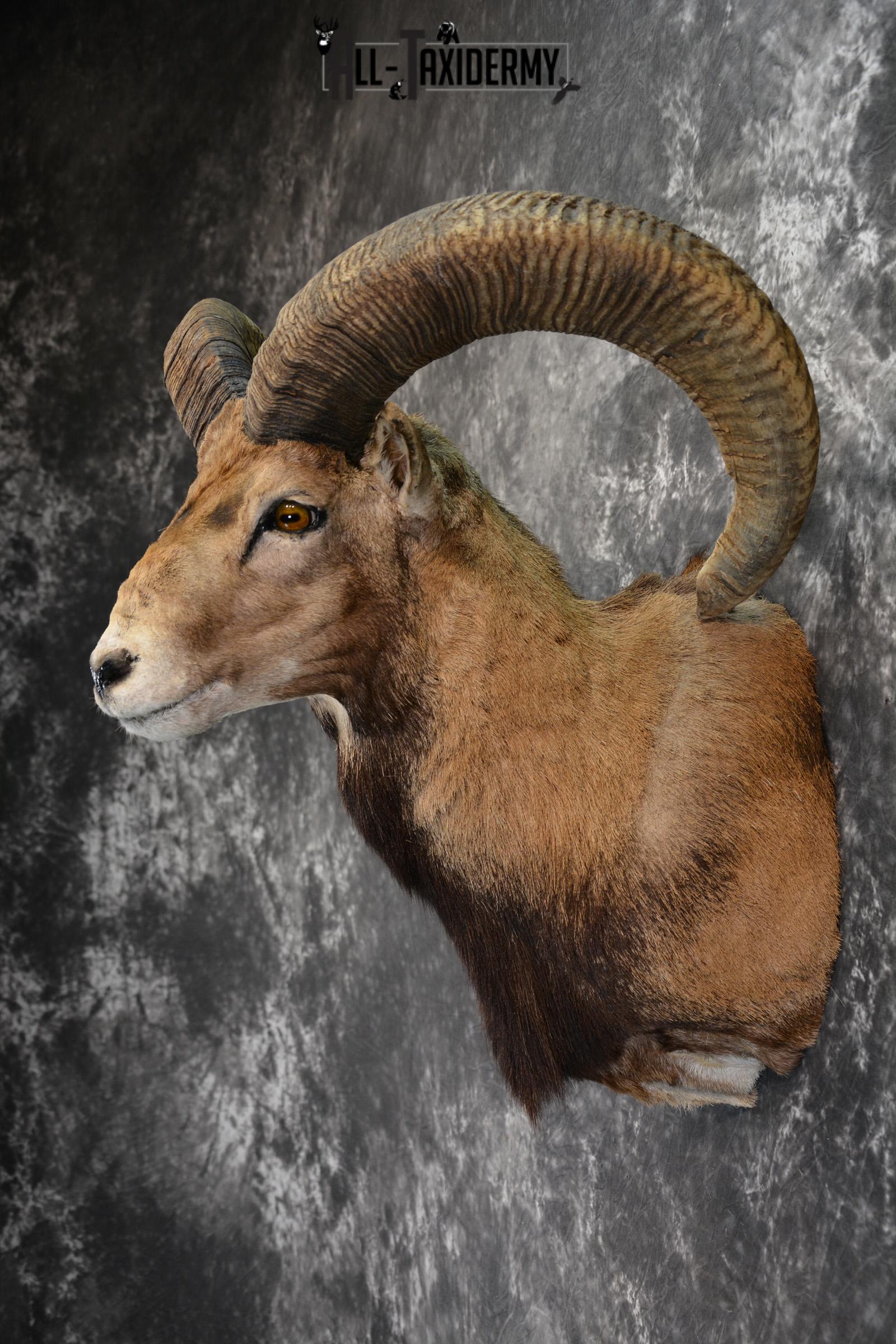 Mouflon Taxidermy Shoulder Mount for sale SKU 1449 - Image 3