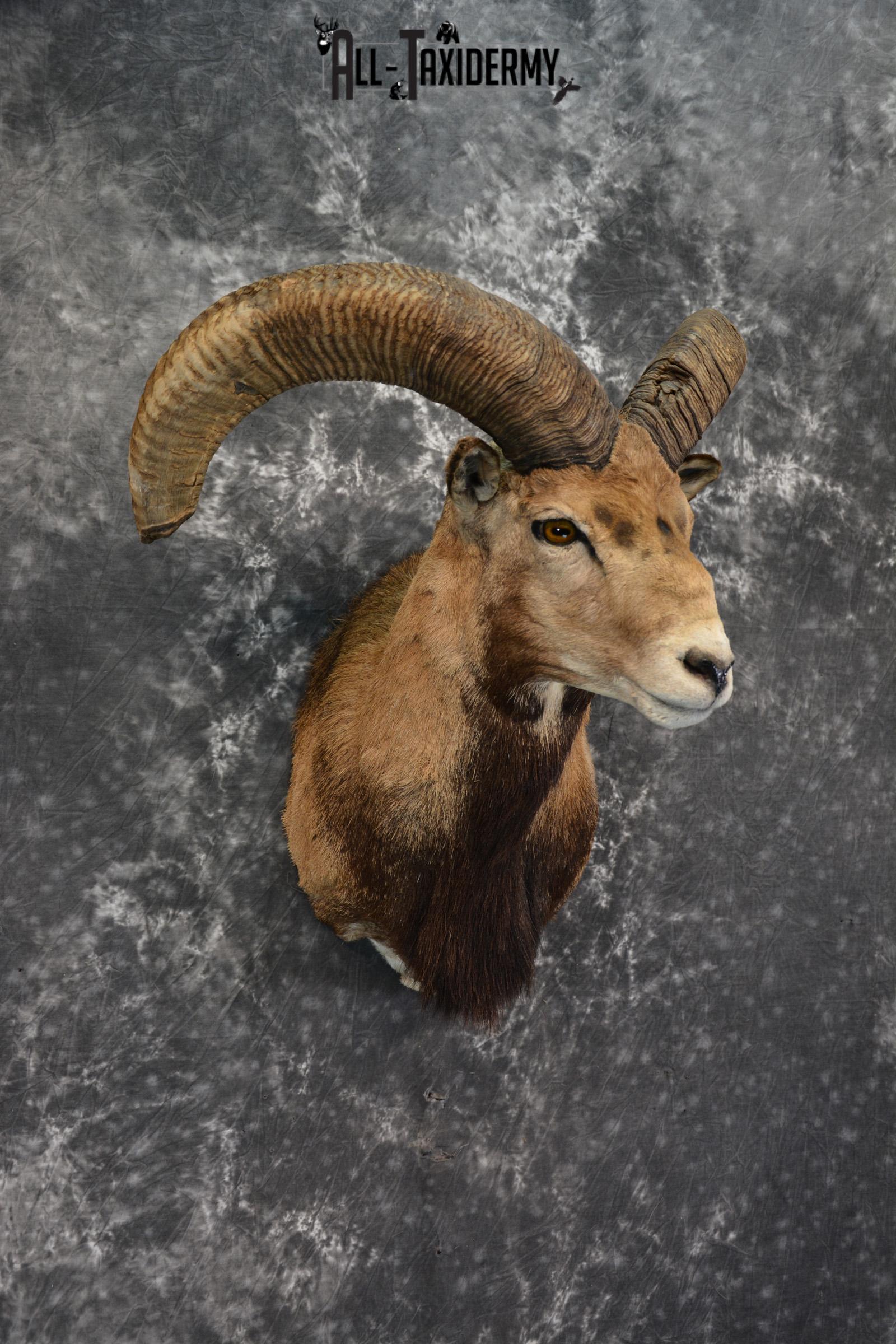 Mouflon Taxidermy Shoulder Mount for sale SKU 1449 - Image 4