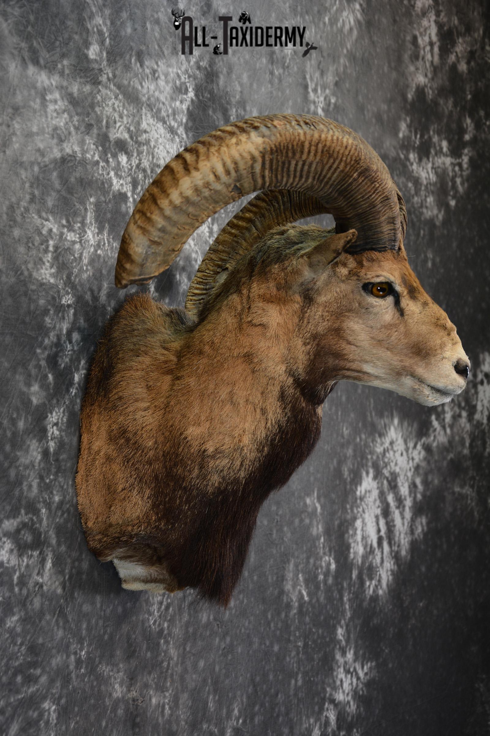 Mouflon Taxidermy Shoulder Mount for sale SKU 1449 - Image 5