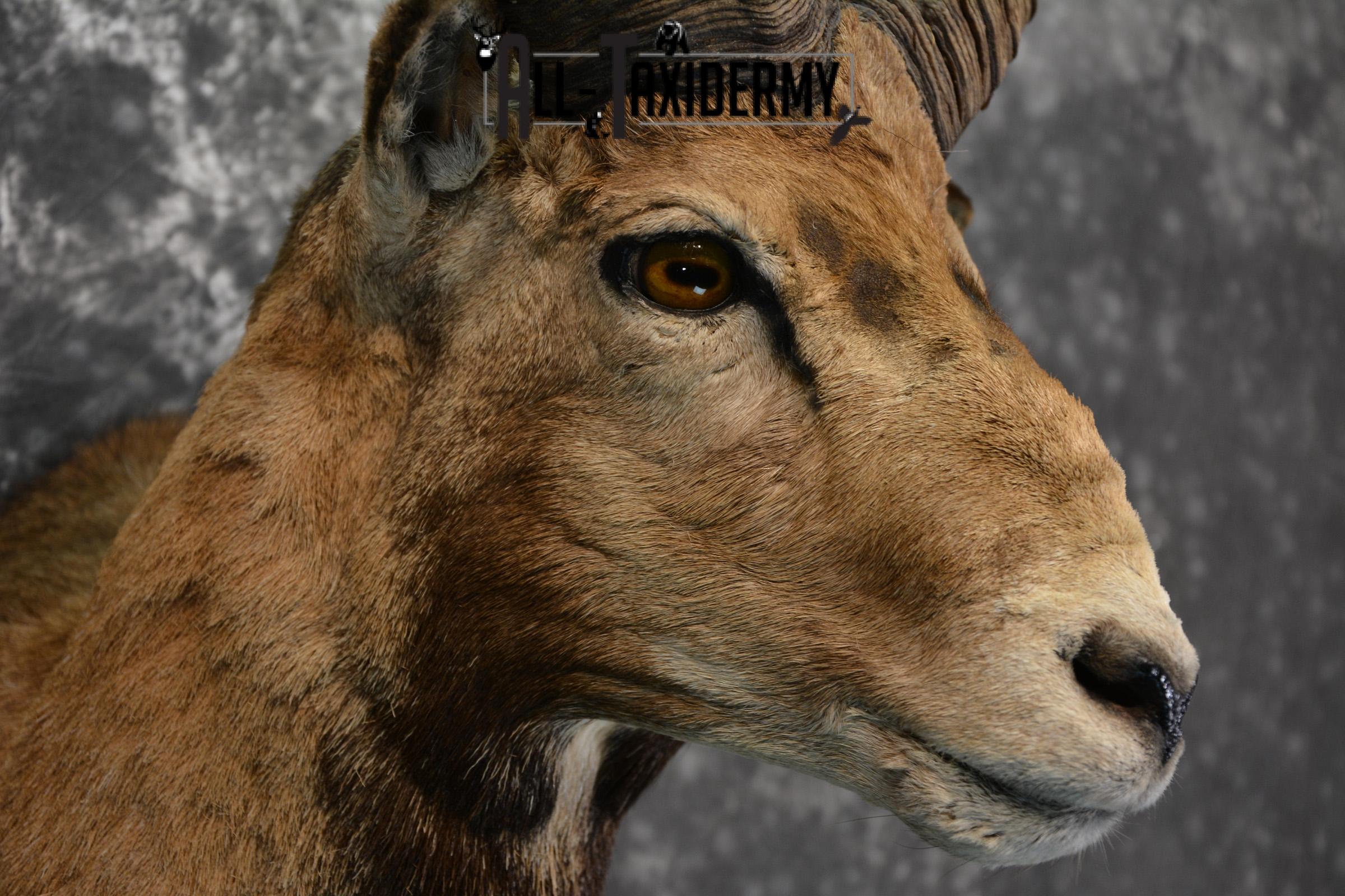 Mouflon Taxidermy Shoulder Mount for sale SKU 1449 - Image 6