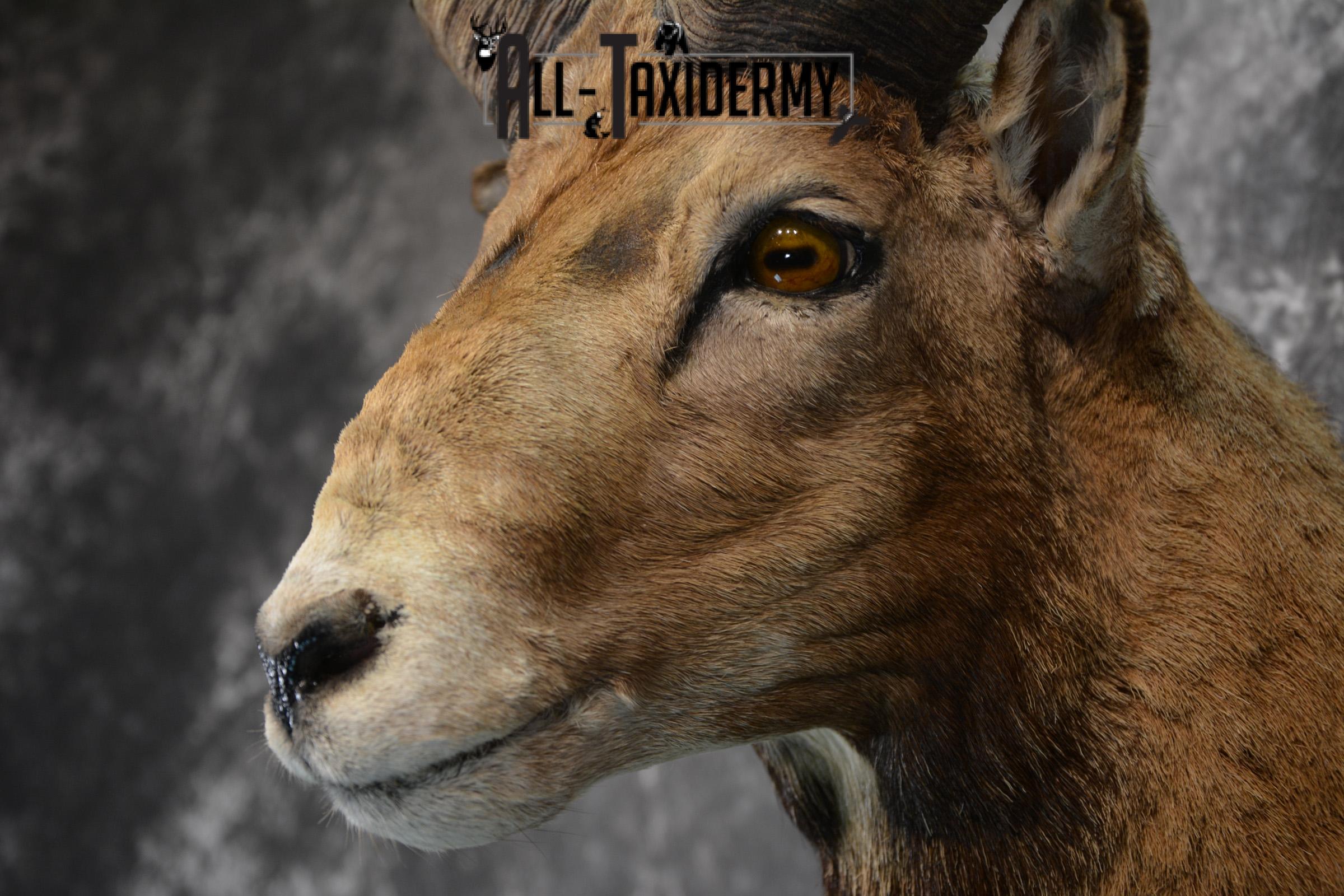 Mouflon Taxidermy Shoulder Mount for sale SKU 1449 - Image 7