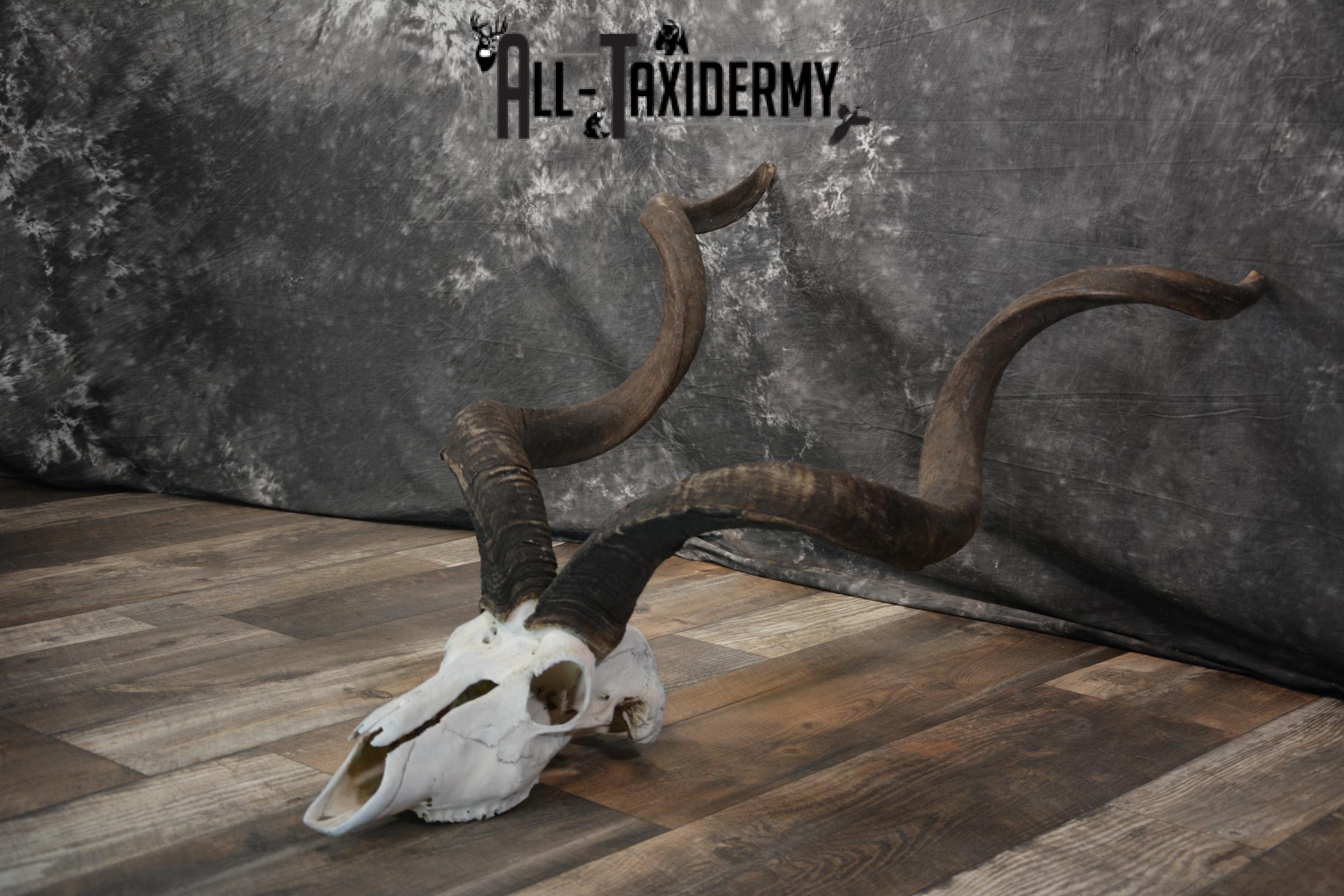 African Greater Kudu Skull taxidermy for sale SKU 1478 - Image 3