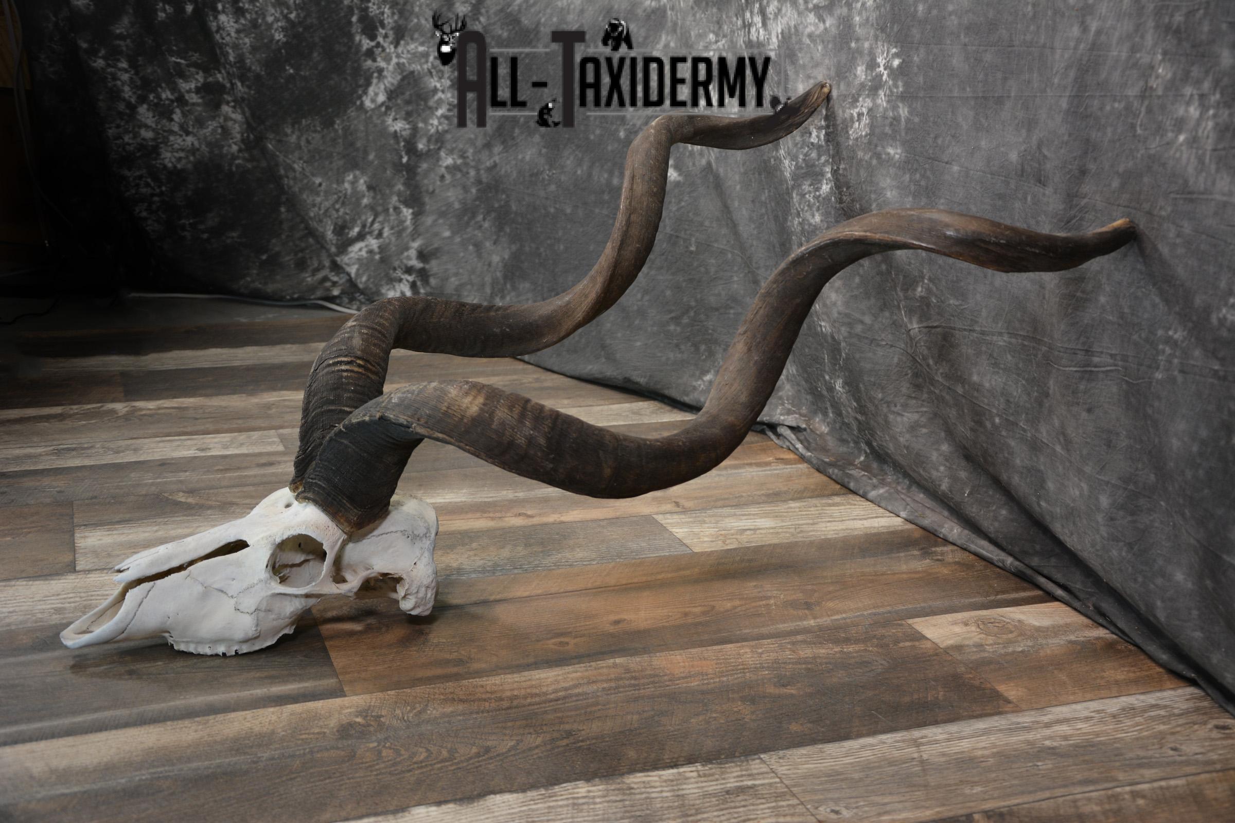 African Greater Kudu Skull taxidermy for sale SKU 1478 - Image 4