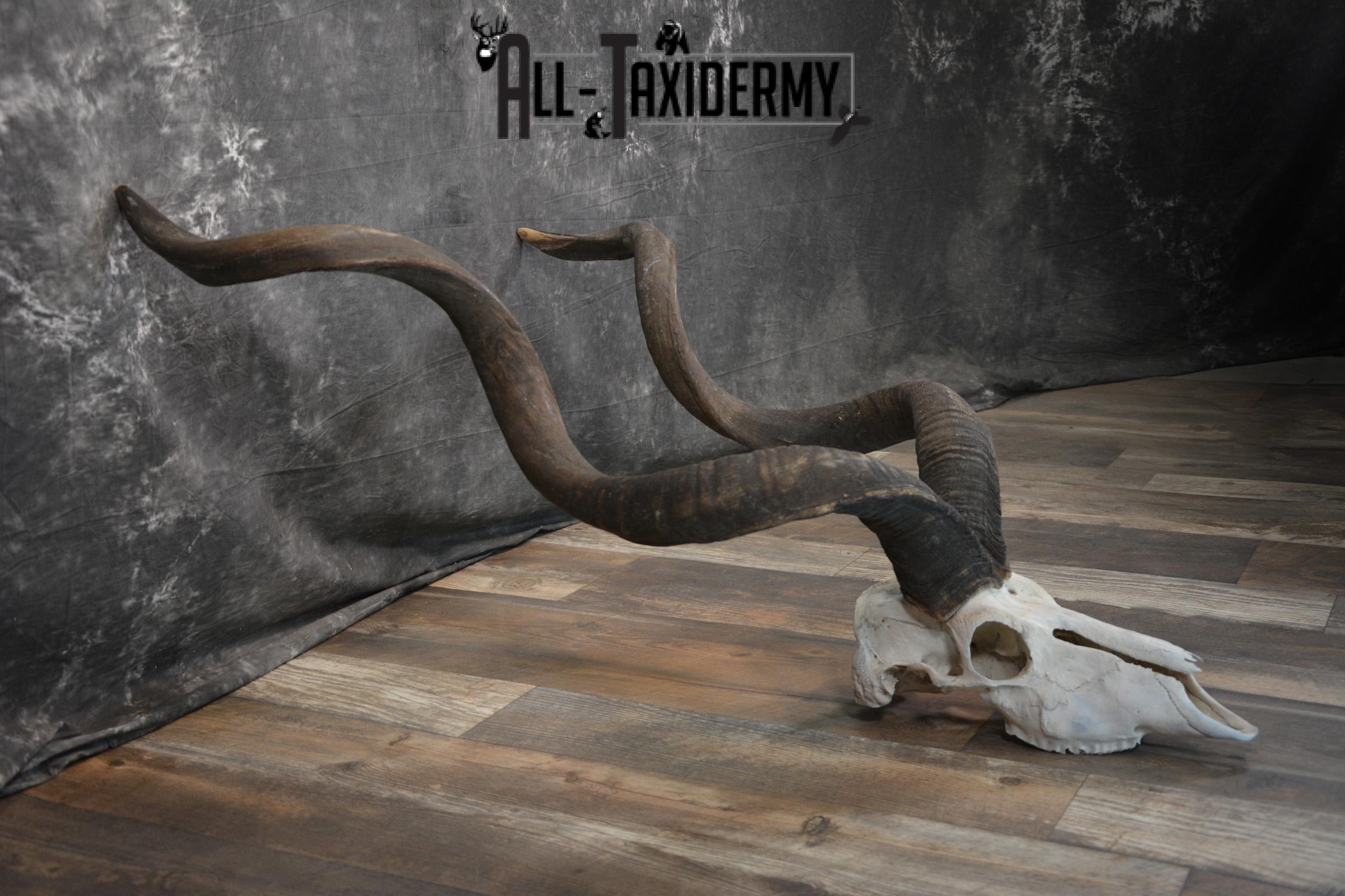 African Greater Kudu Skull taxidermy for sale SKU 1478 - Image 6