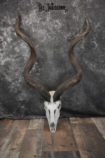 African Greater Kudu Skull taxidermy for sale SKU 1478