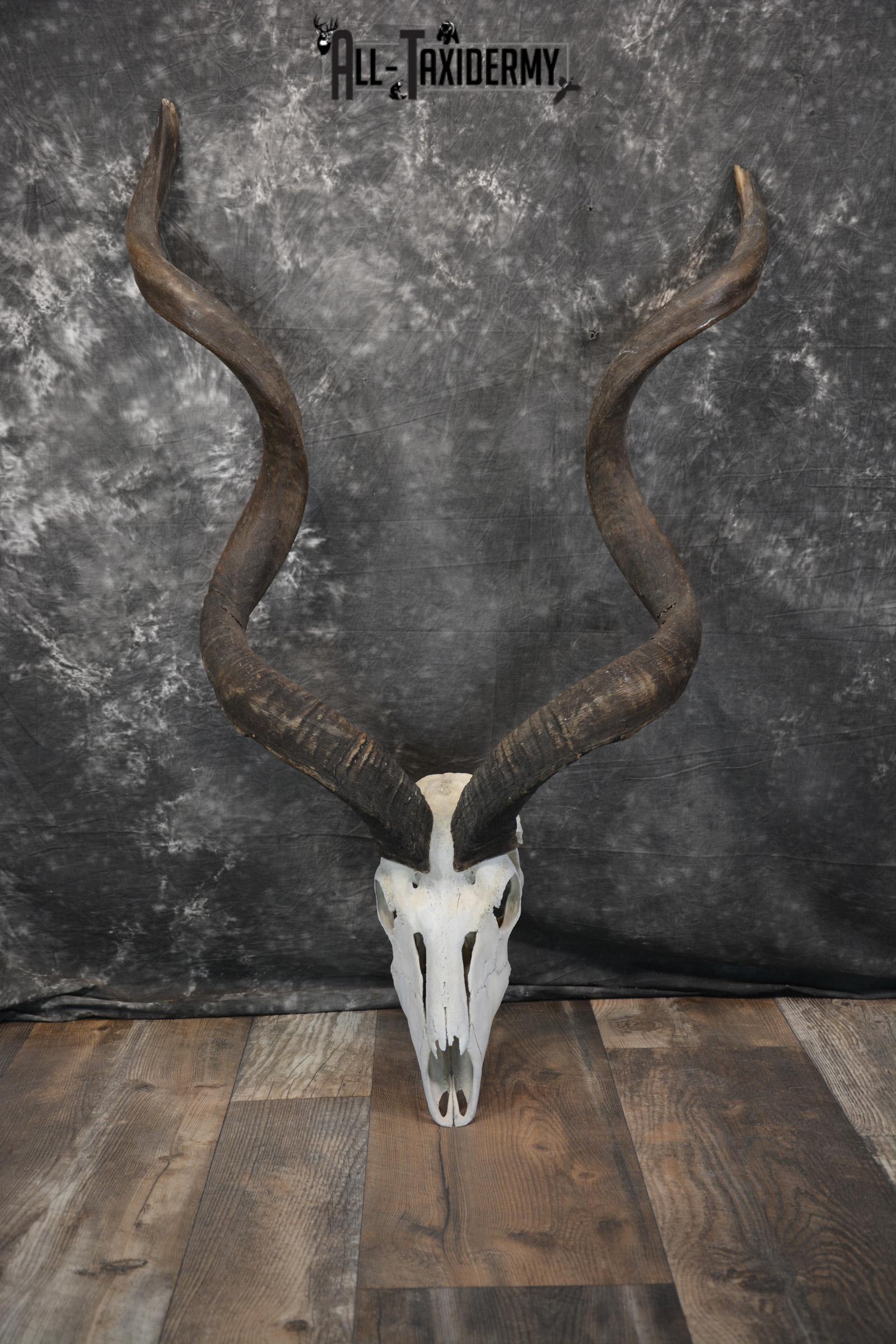 African Greater Kudu Skull Taxidermy For Sale SKU 1478 All Taxidermy