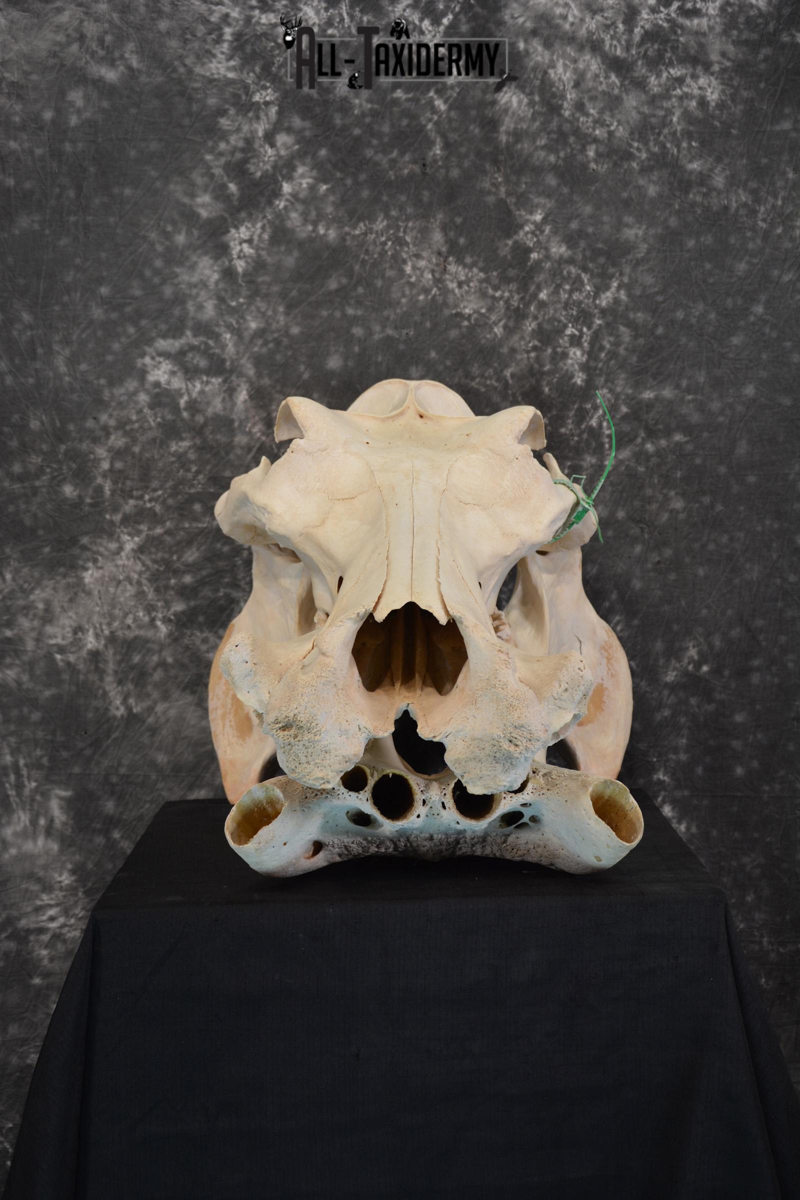 African Hippopotamus Skull Taxidermy for sale SKU 1479 - Image 2