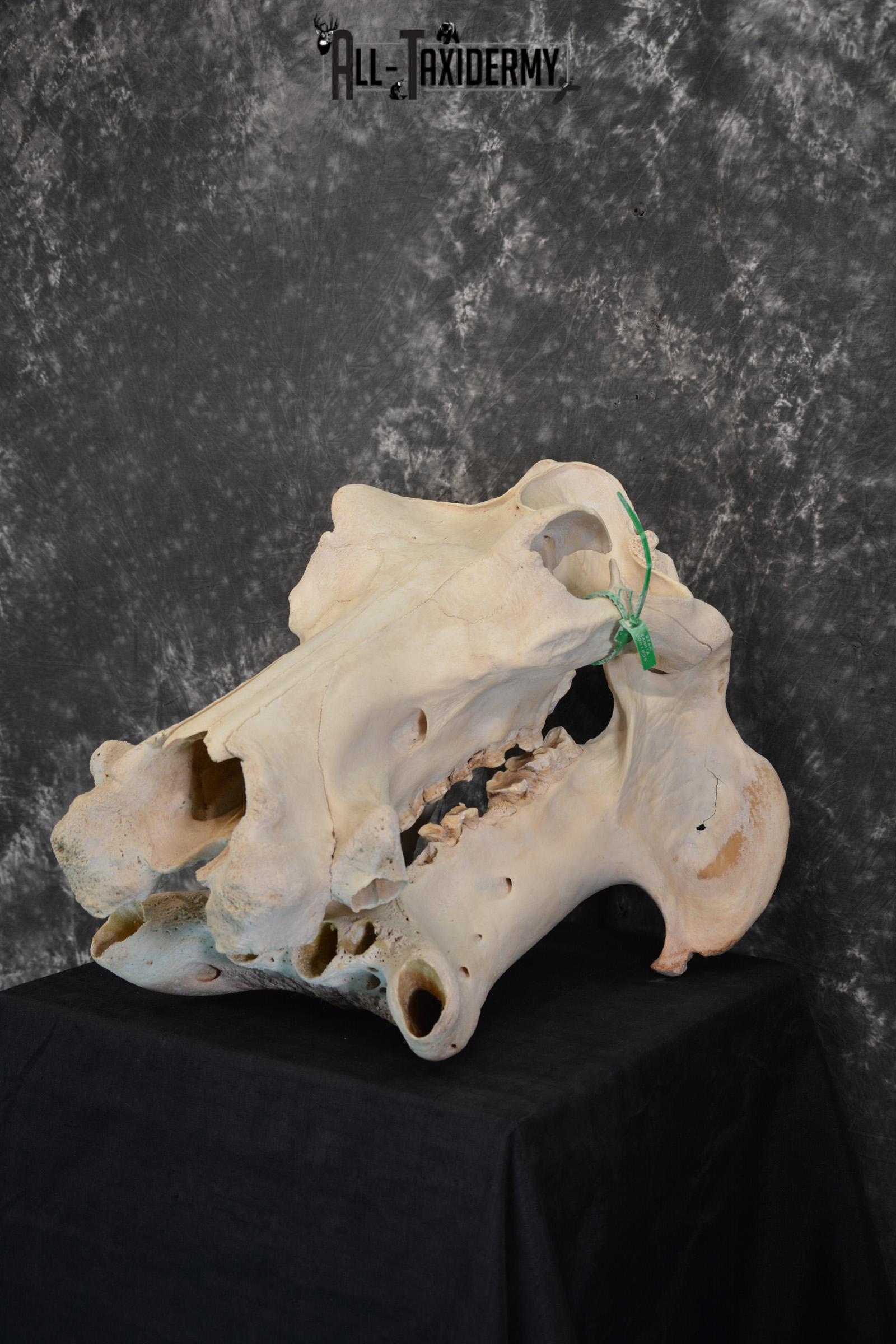 African Hippopotamus Skull Taxidermy for sale SKU 1479 - Image 3