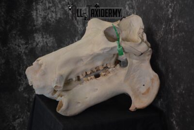 African Hippopotamus Skull Taxidermy for sale SKU 1479