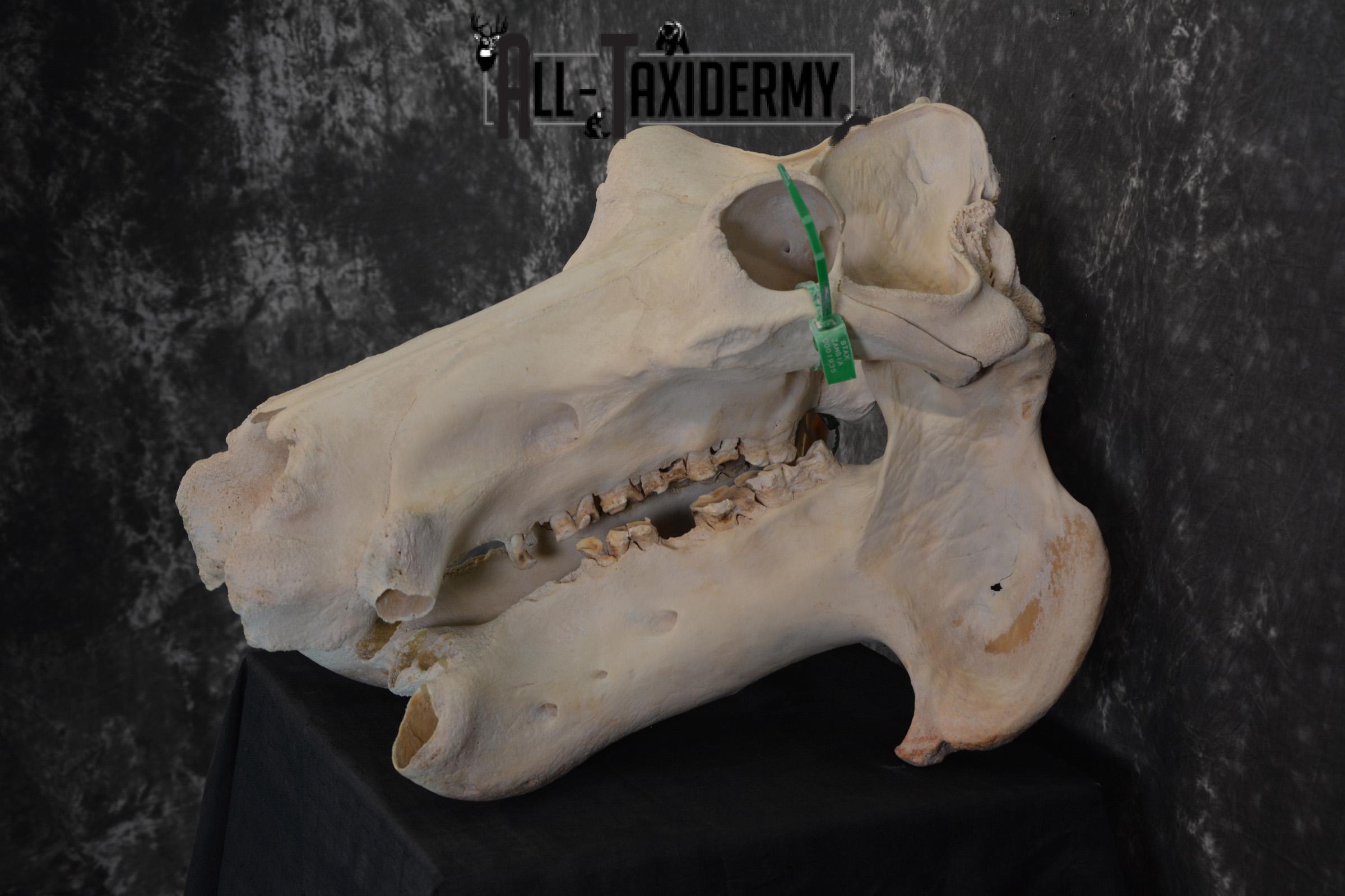 African Hippopotamus Skull Taxidermy for sale SKU 1479