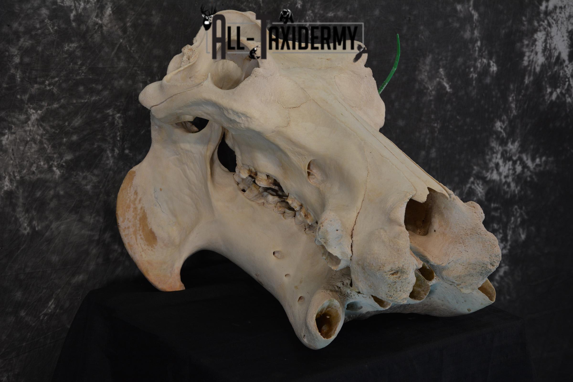 African Hippopotamus Skull Taxidermy for sale SKU 1479 - Image 4