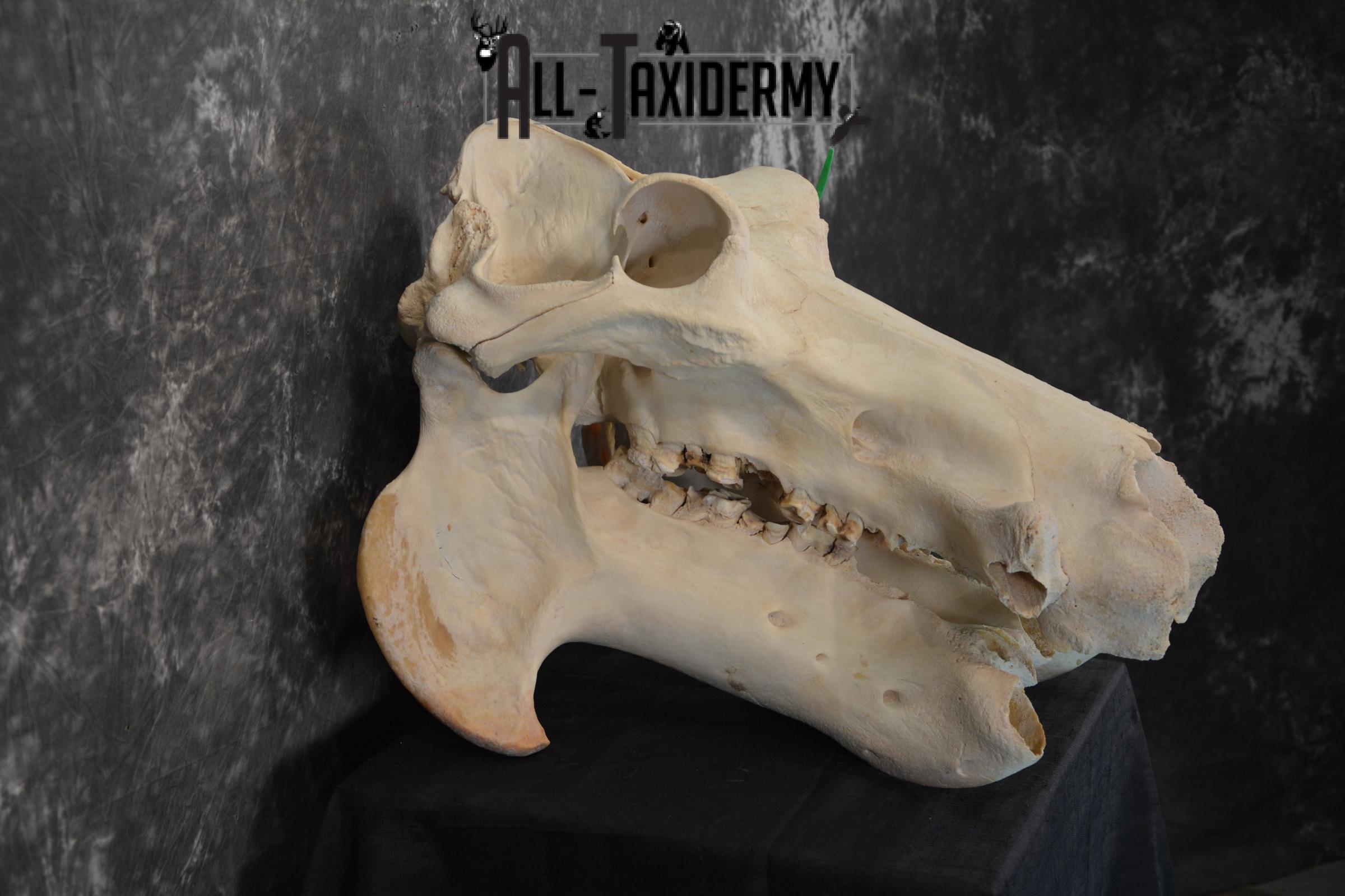 African Hippopotamus Skull Taxidermy for sale SKU 1479 - Image 5