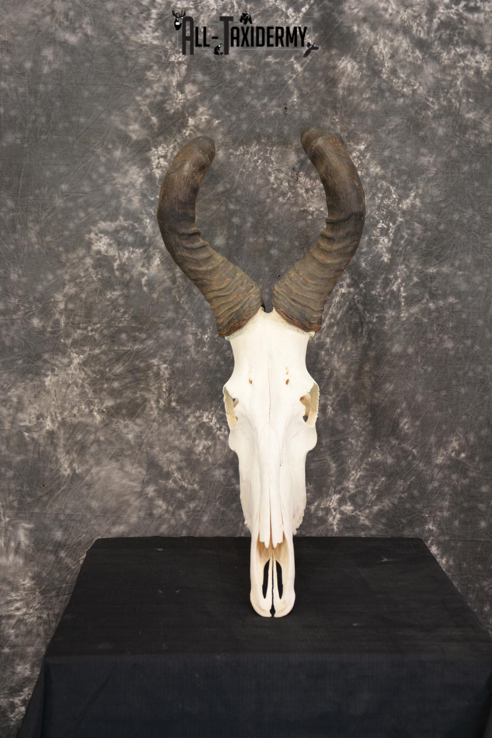 African Red Hartebeest taxidermy skull for sale SKU 1461 - Image 2