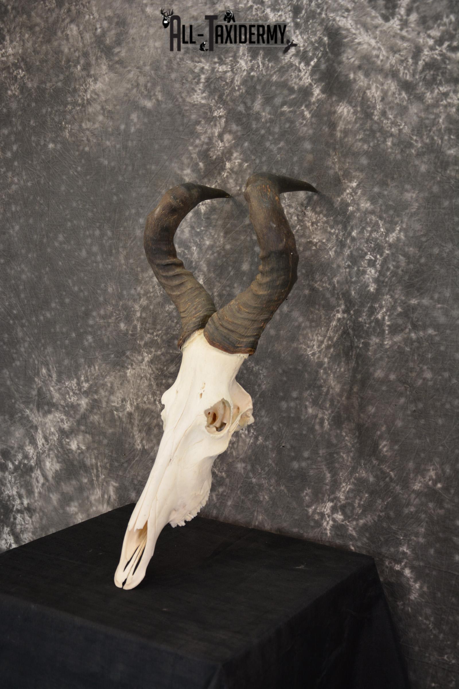 African Red Hartebeest taxidermy skull for sale SKU 1461