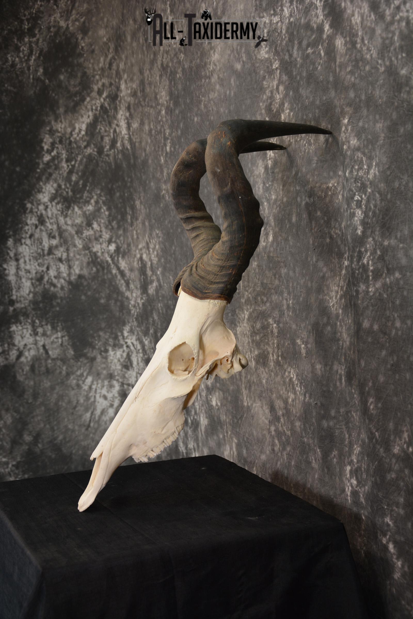African Red Hartebeest taxidermy skull for sale SKU 1461 - Image 3