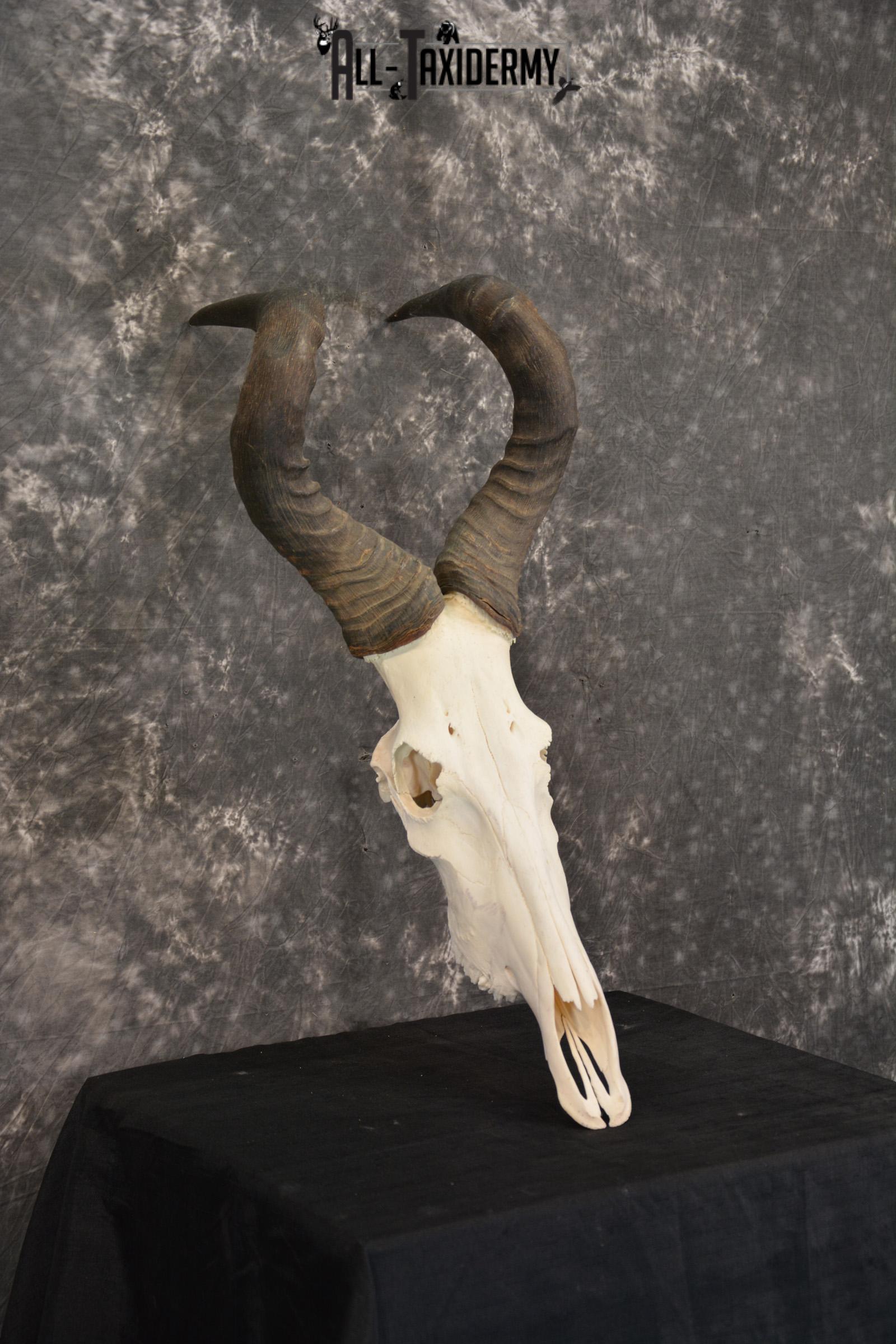 African Red Hartebeest taxidermy skull for sale SKU 1461 - Image 4