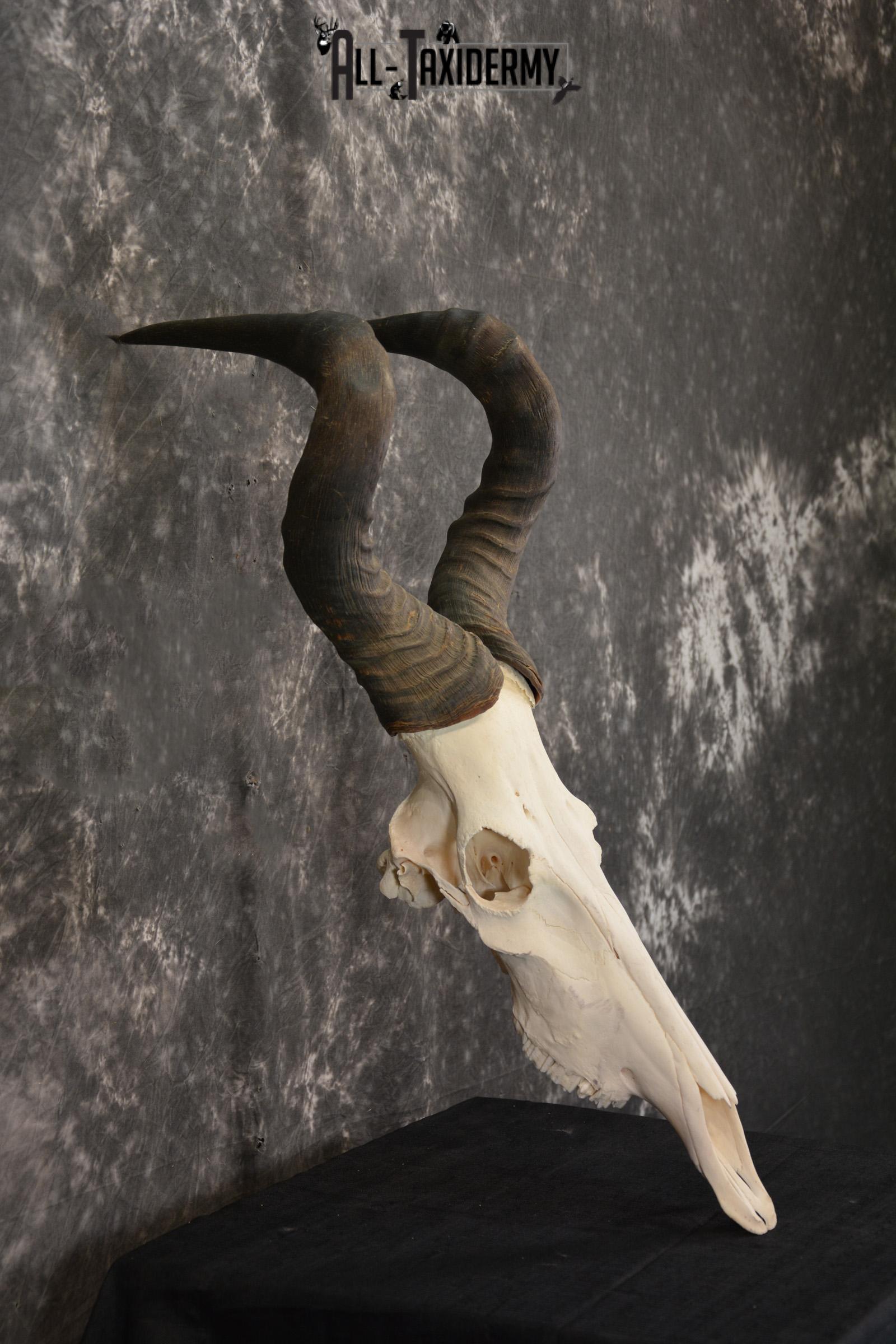 African Red Hartebeest taxidermy skull for sale SKU 1461 - Image 5
