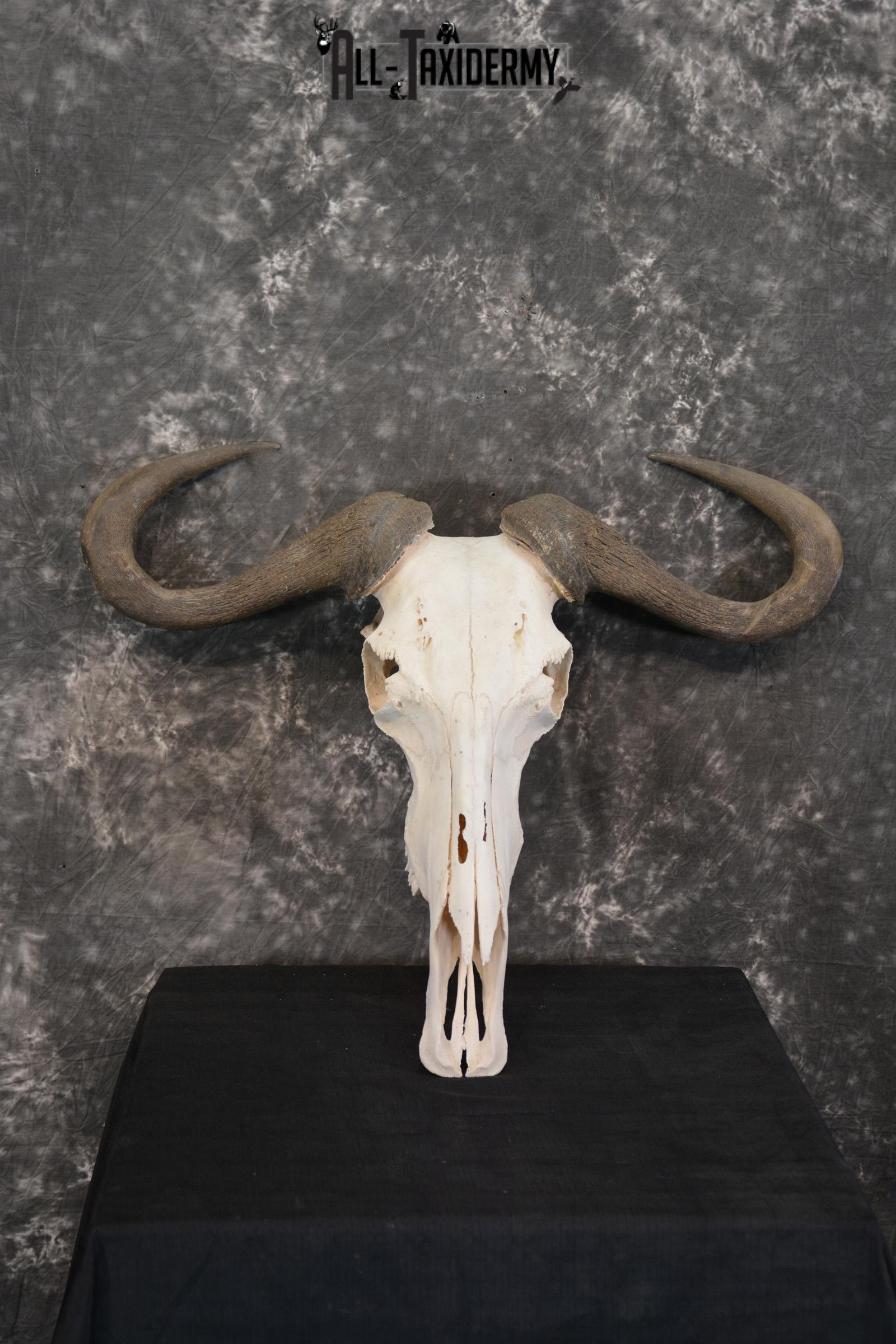 Blue Wildebeest Taxidermy skull for sale SKU 1462 - Image 2