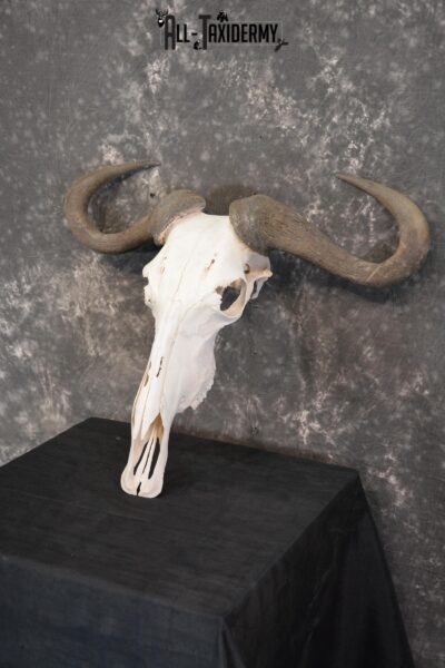 Blue Wildebeest Taxidermy skull for sale SKU 1462