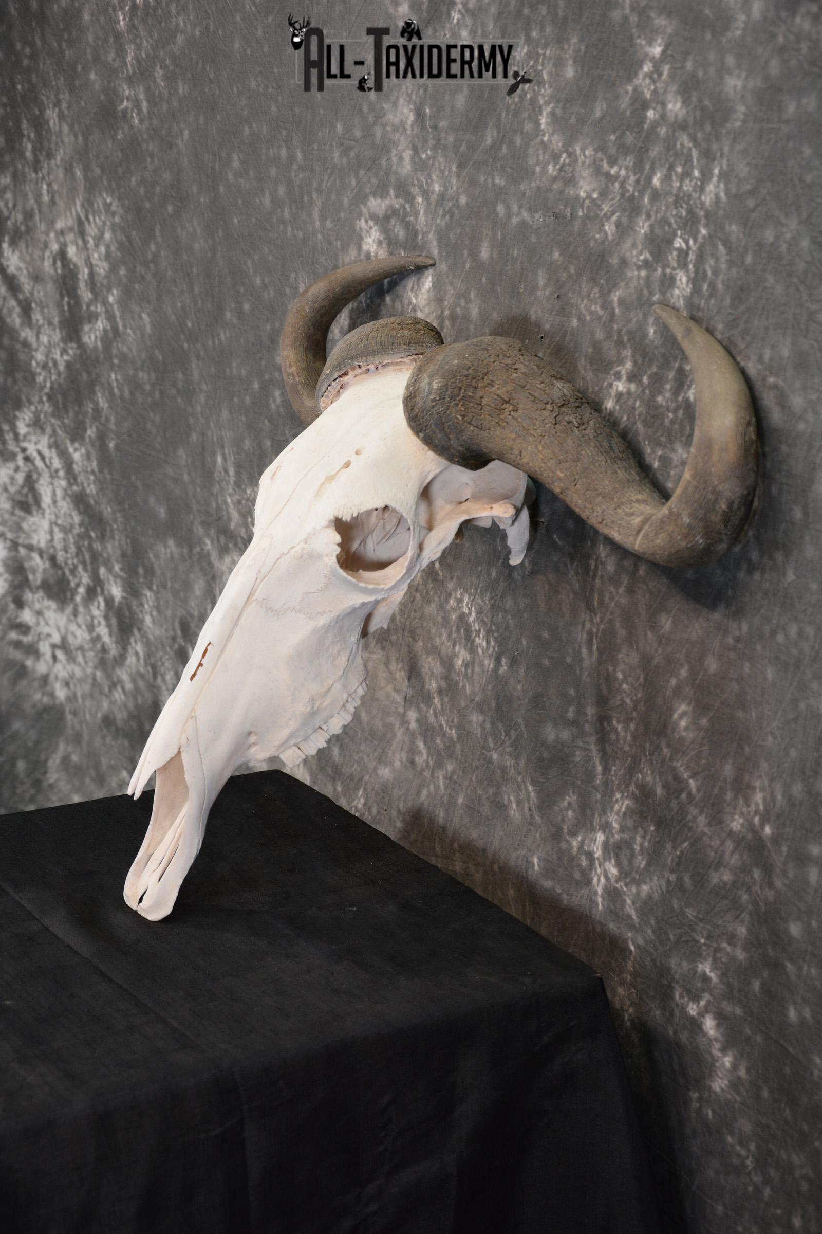 Blue Wildebeest Taxidermy skull for sale SKU 1462 - Image 3