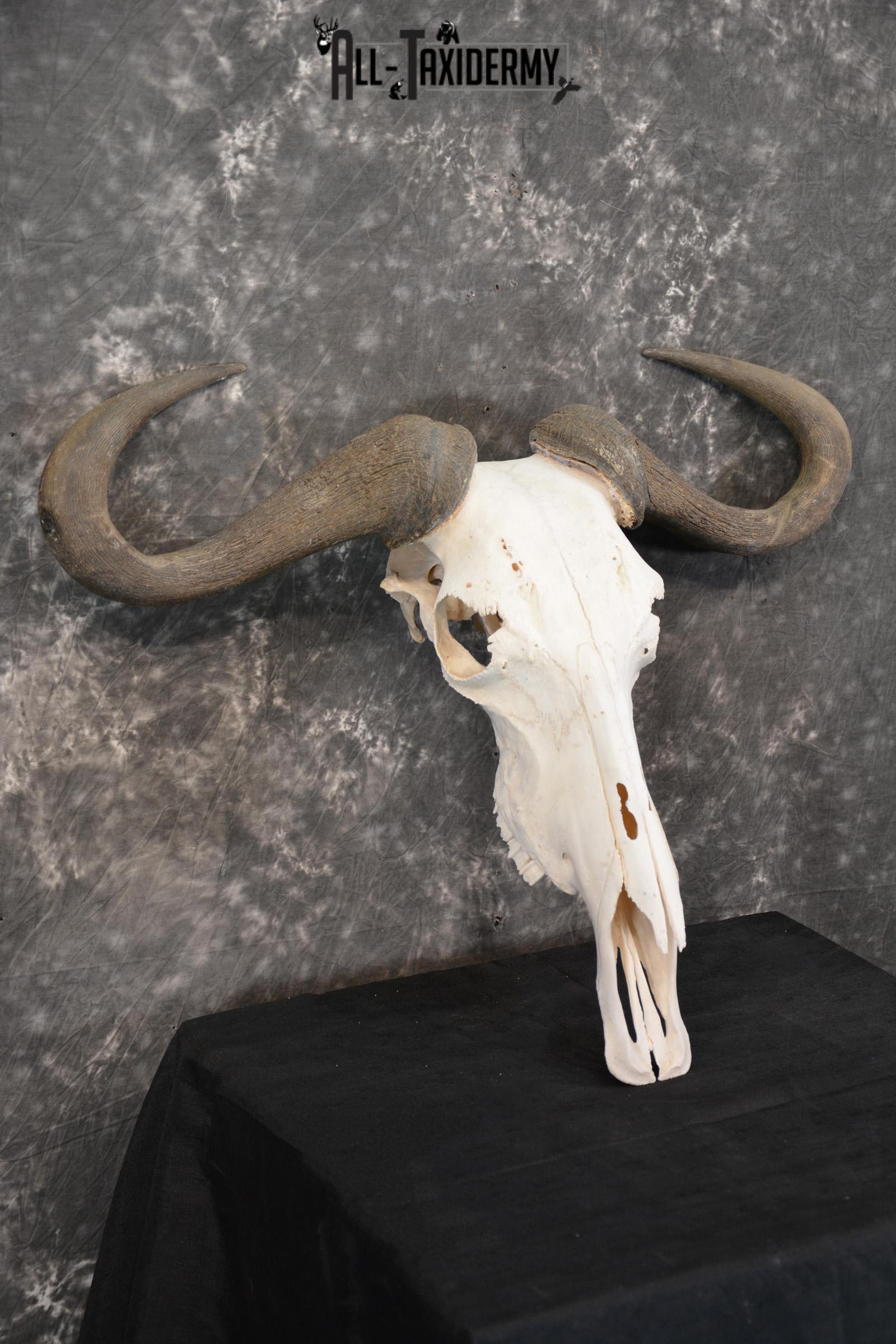 Blue Wildebeest Taxidermy skull for sale SKU 1462 - Image 4