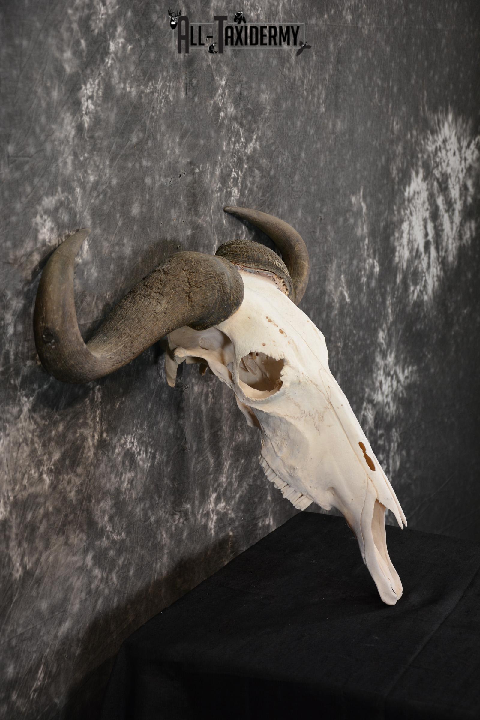 Blue Wildebeest Taxidermy skull for sale SKU 1462 - Image 5