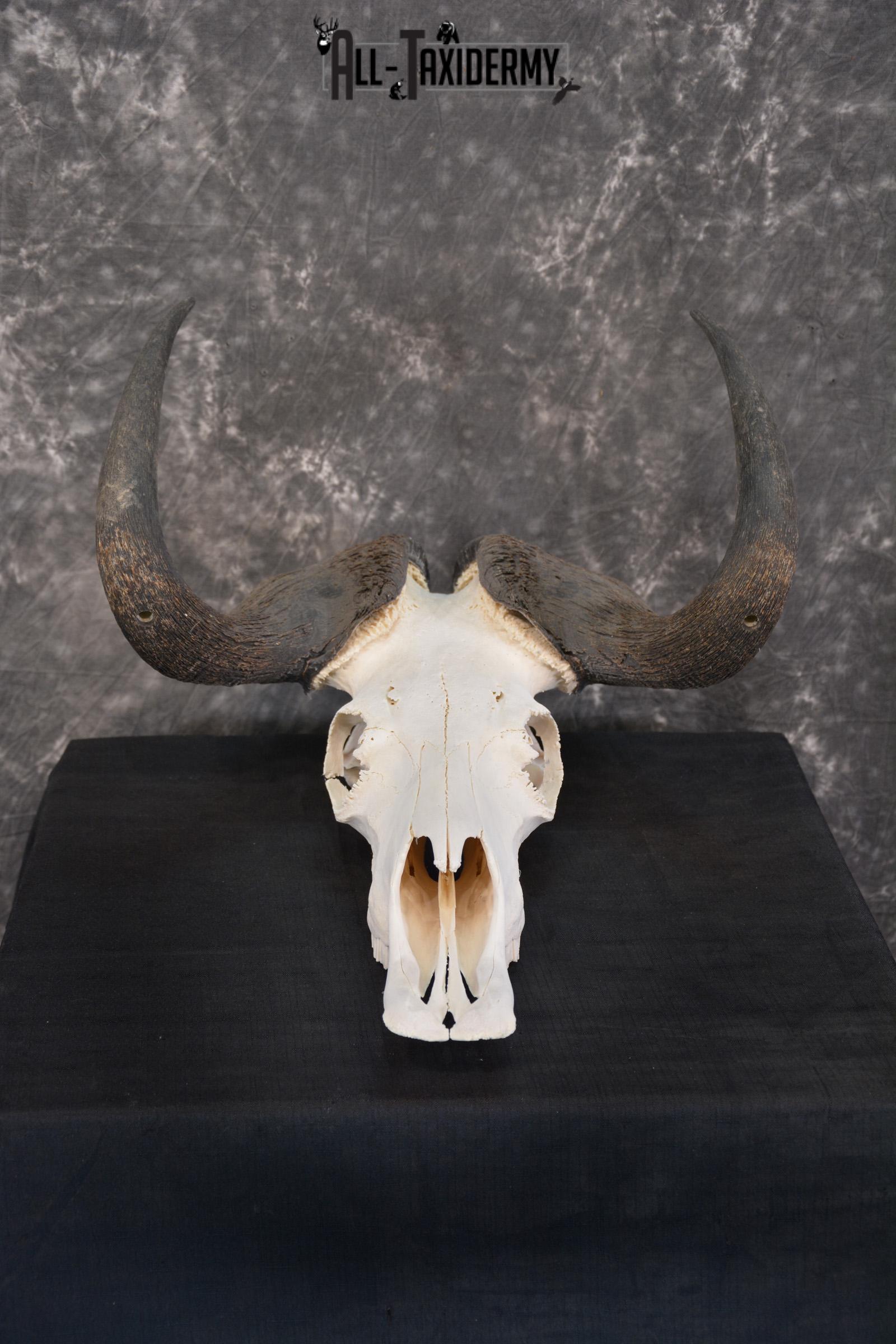 African Black Wildebeest Skull taxidermy for sale SKU 1480 - Image 2