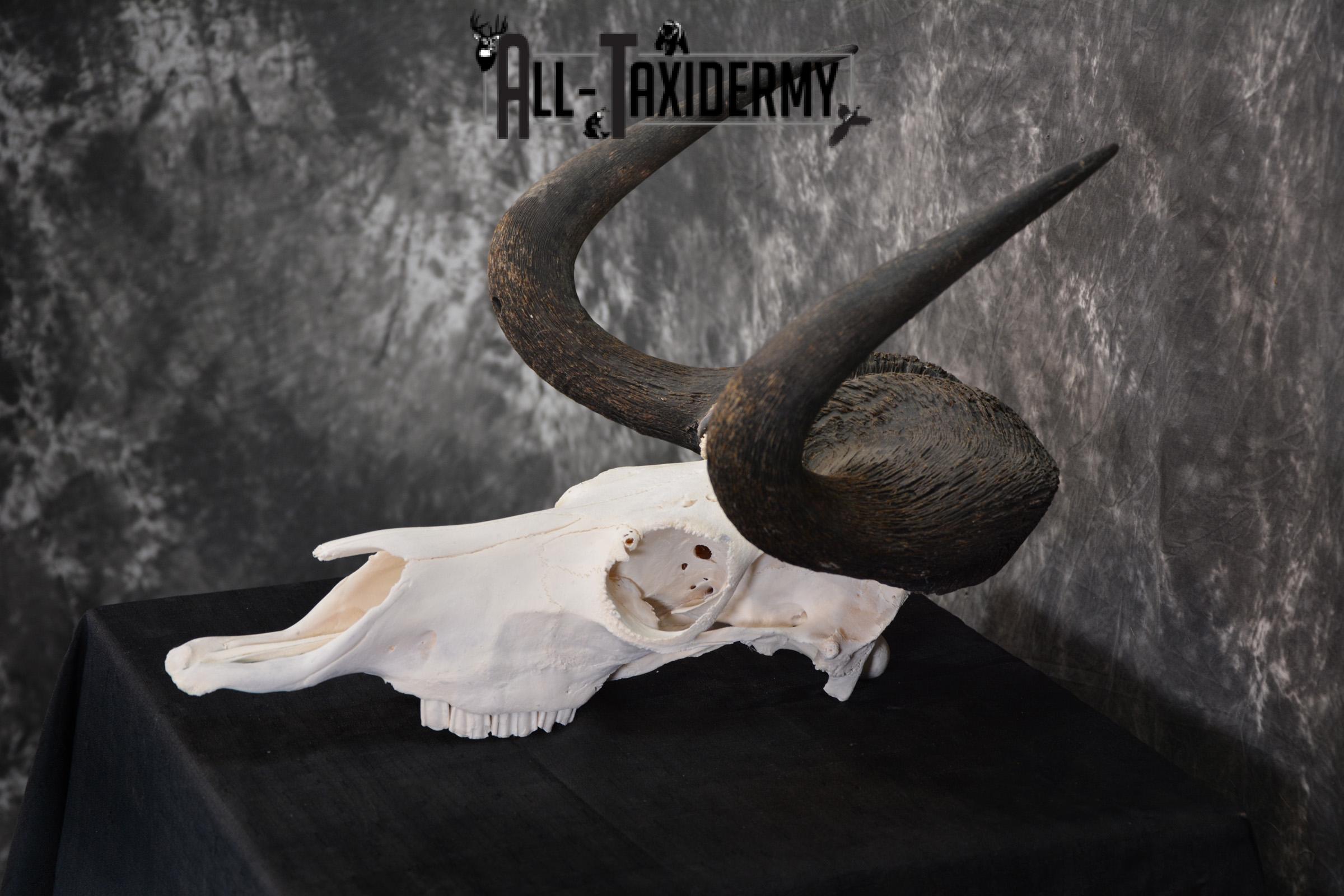 African Black Wildebeest Skull taxidermy for sale SKU 1480 - Image 3