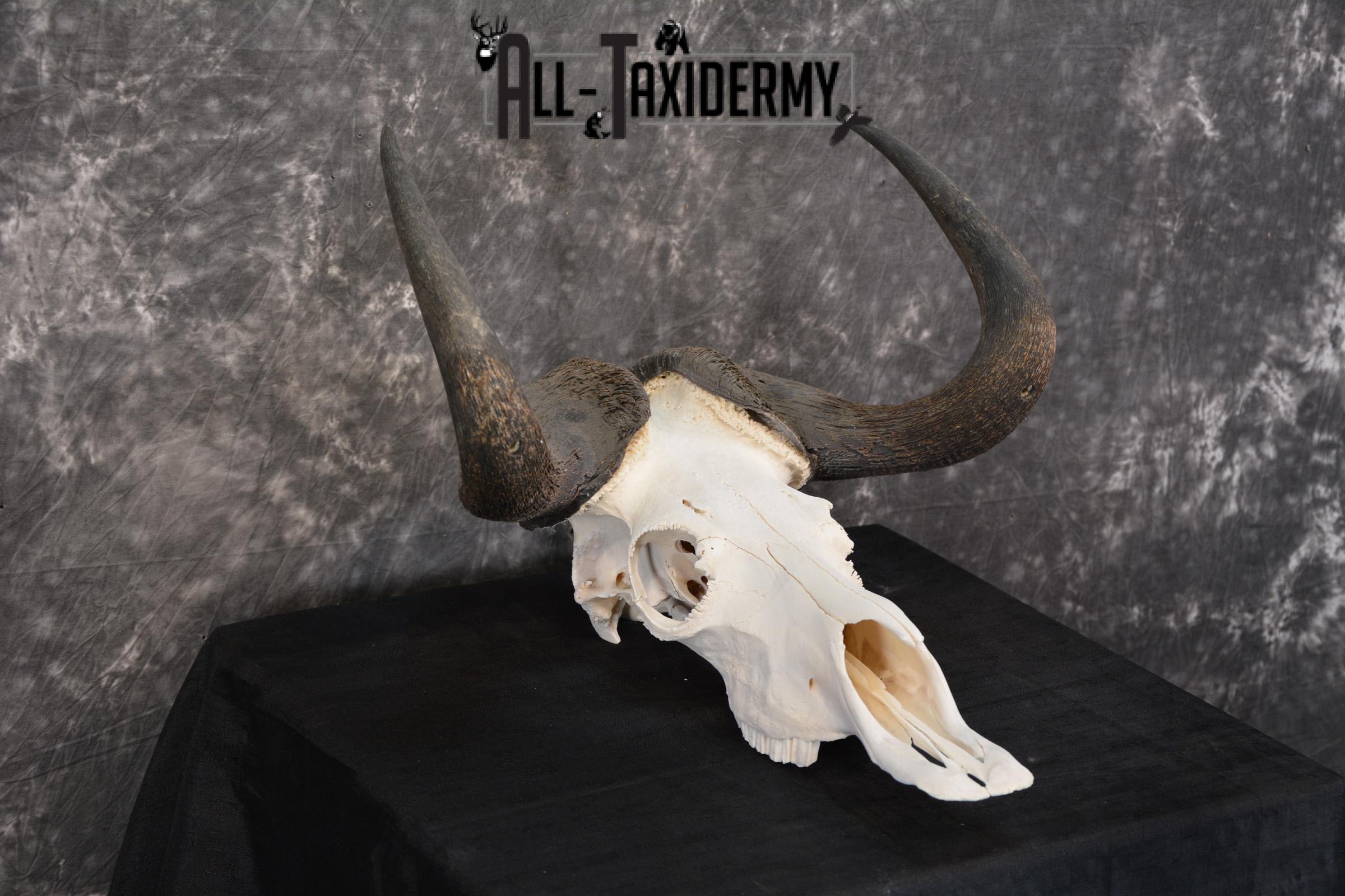 African Black Wildebeest Skull taxidermy for sale SKU 1480 - Image 4