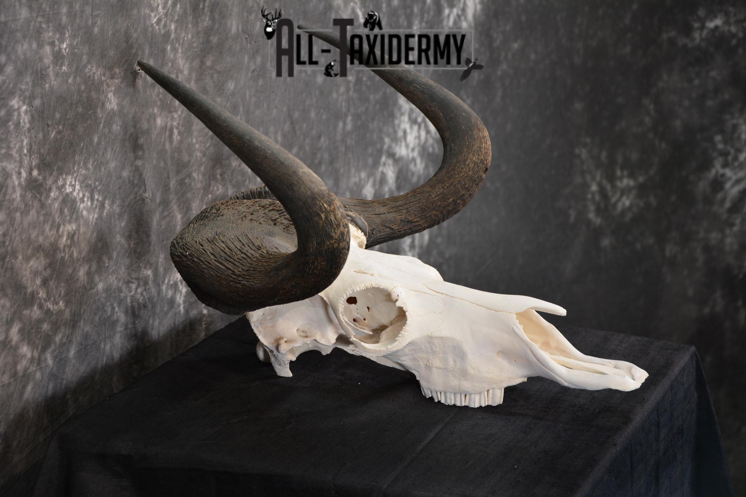 African Black Wildebeest Skull taxidermy for sale SKU 1480 - Image 5